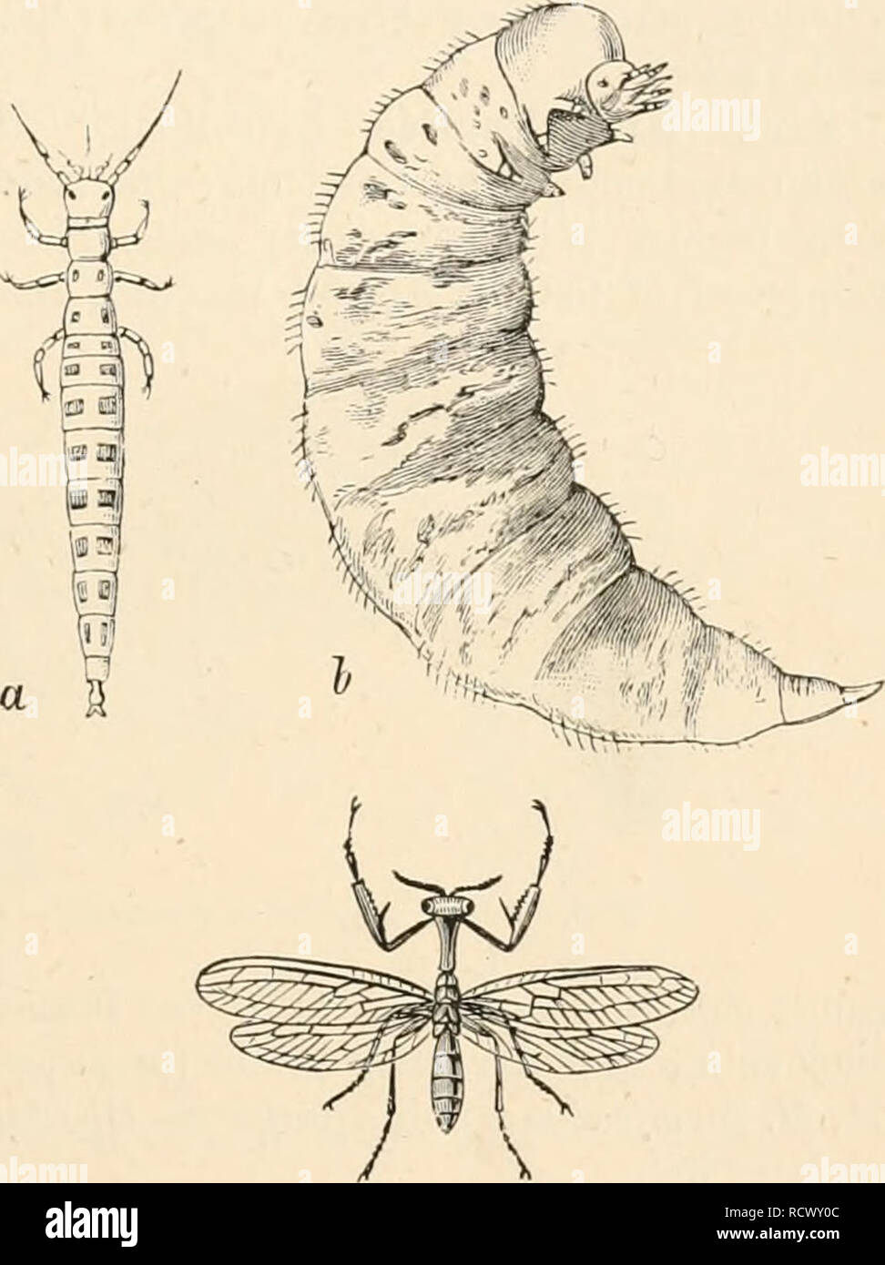 . Elementare Lehrbuch der Zoologie. Zoologie. NEUROPTERA. 563 verbunden, Filiform oder setiform, die Augen von mittlerer Größe, und die Live-verbunden. Der prothorax ist immer frei verschiebbar und die Abdo - Männer besteht aus acht oder neun Segmente. Das Nervensystem ist ähnlich wie die der Orthoptera und besteht aus klar voneinander getrennten Brust- und Bauchhöhle Ganglien. Es gibt immer einen muskulösen Magen auf den Magen-Darm-Kanal (Myrmeleontidce, Panorpidce). Ein saugen Magen ist nur in der Henierobidw gefunden. Sechs bis acht Mal-pighian Rohre ergeben sich aus den Hinterdarm. Die Metamorphose ist immer • Vollständige. Th Stockfoto