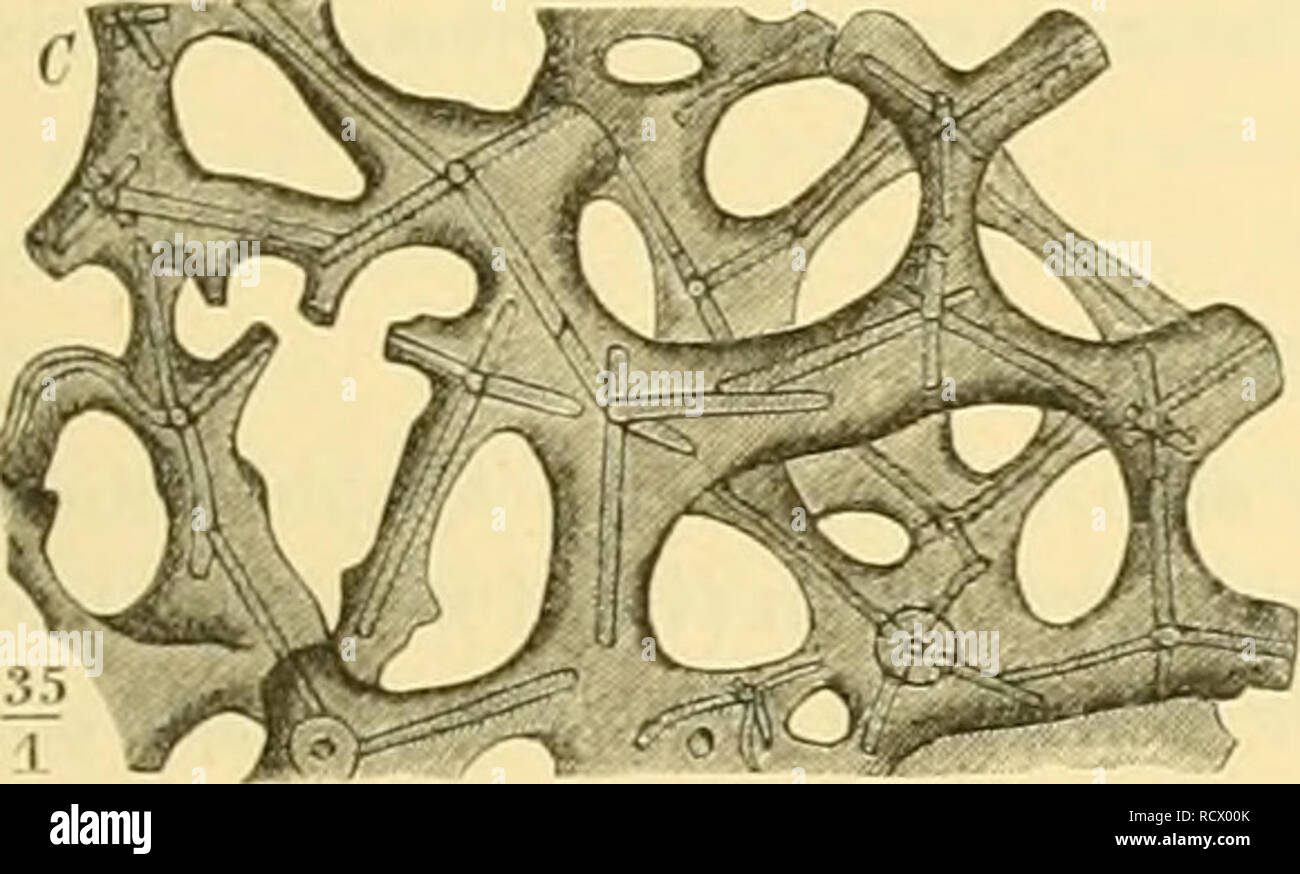 . Der Paläontologie bearbeitet. Paläontologie. Abb. .") 4. Vier mit-einander v e r s chm o l^ zen e Sechsstrahler von iyporadop&gt;/lc ohlifiuu Gf. sp. Oxford. Franken (Dictyonine). k=Krenzungsknoten. s'=sterben zweier getrennten Achseneanäle mit-ein-Ander verschmolzener Arme. Sterben nach vorn gerich- teten Arme Sindh durchschnitten gezeichnet, sterben nach hinten gerichteten nicht sichthar. legen, dass je ein Arm der einen Nadel mit je einem Arme der benach- barten verschmilzt, d.h. durch ausgeschiedene verkittet Kieselsäure wird [Uiclyonina, Abb. 34). Sterben Achsencaniile der zu zwei verschi Stockfoto