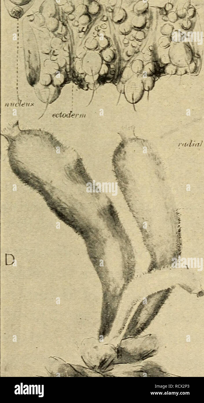 . Elementare Zoologie. Zoologie. HYDRA 47 J^- "V^'^^. n./}/y r-y y^**&amp; -? Lft;^r^'b, trh&gt; c* = S^T M-. iixltiX - uzt trigger Haar Dutzendtagung Peitsche - 1. A&gt;^ulial Rohr". Bitte beachten Sie, dass diese Bilder sind von der gescannten Seite Bilder, die digital für die Lesbarkeit verbessert haben mögen - Färbung und Aussehen dieser Abbildungen können nicht perfekt dem Original ähneln. extrahiert. Kellogg, Vernon L. (Vernon Lyman), 1867-1937. New York: H. Holt und Unternehmen Stockfoto