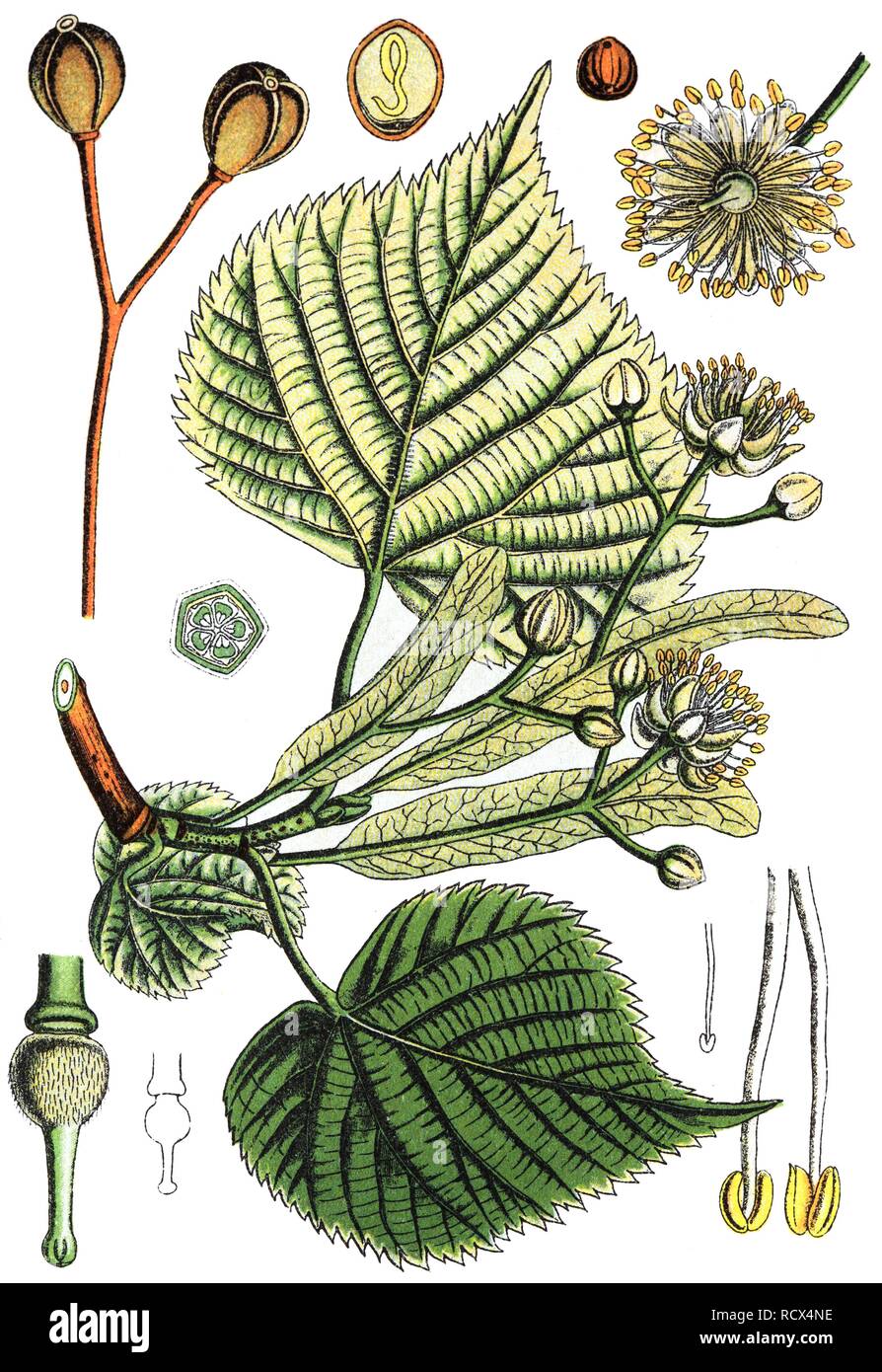 Large leaved Lime (Tilia platyphyllos Subsp cordifolia), Heil- und Nutzpflanzen, chromolithography, 1880 Stockfoto
