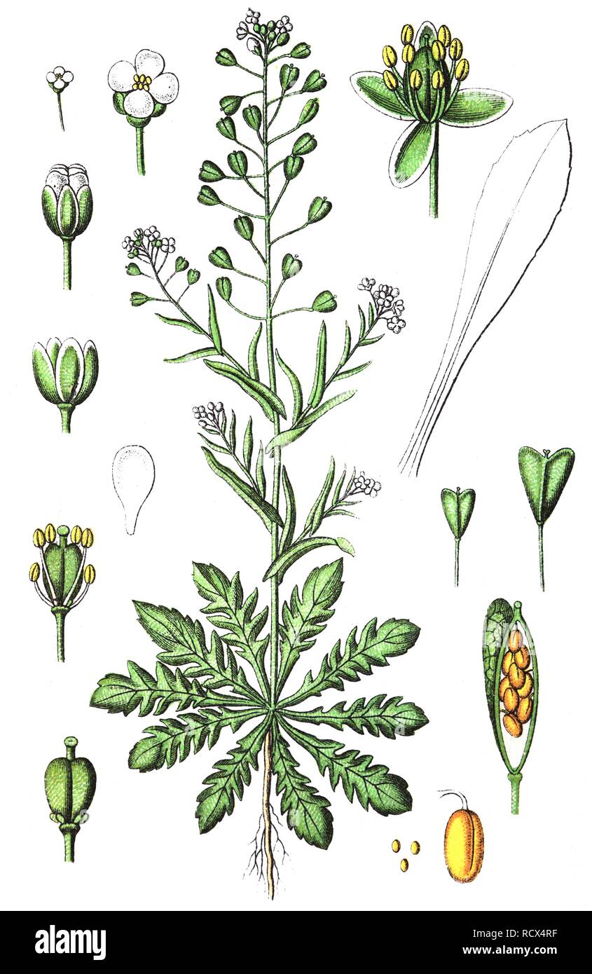 Shepherd - Geldbeutel (Capsella bursa-pastoris), Heil- und Nutzpflanzen, chromolithography, 1880 Stockfoto