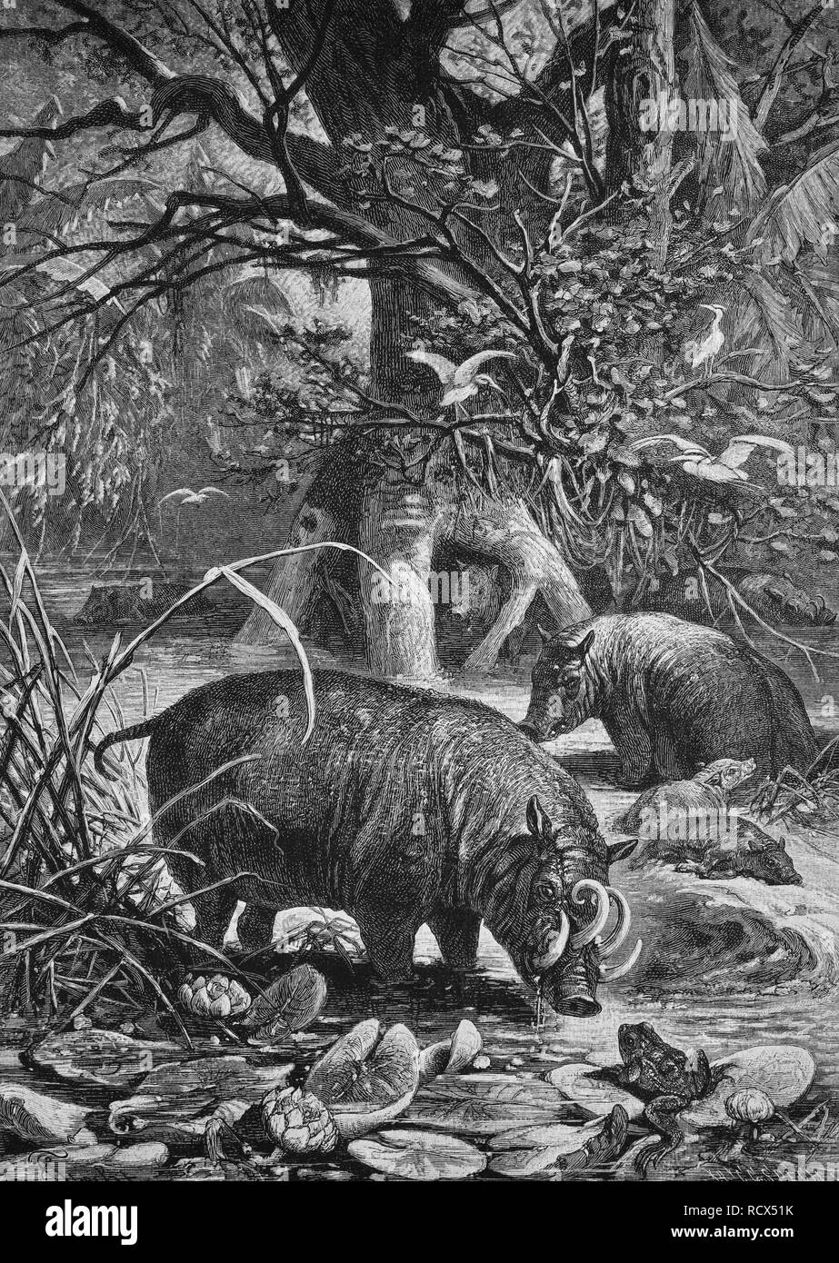 Hirscheber (Babyrousa), ausgestorbene Arten, Holzstich, 1880 Stockfoto