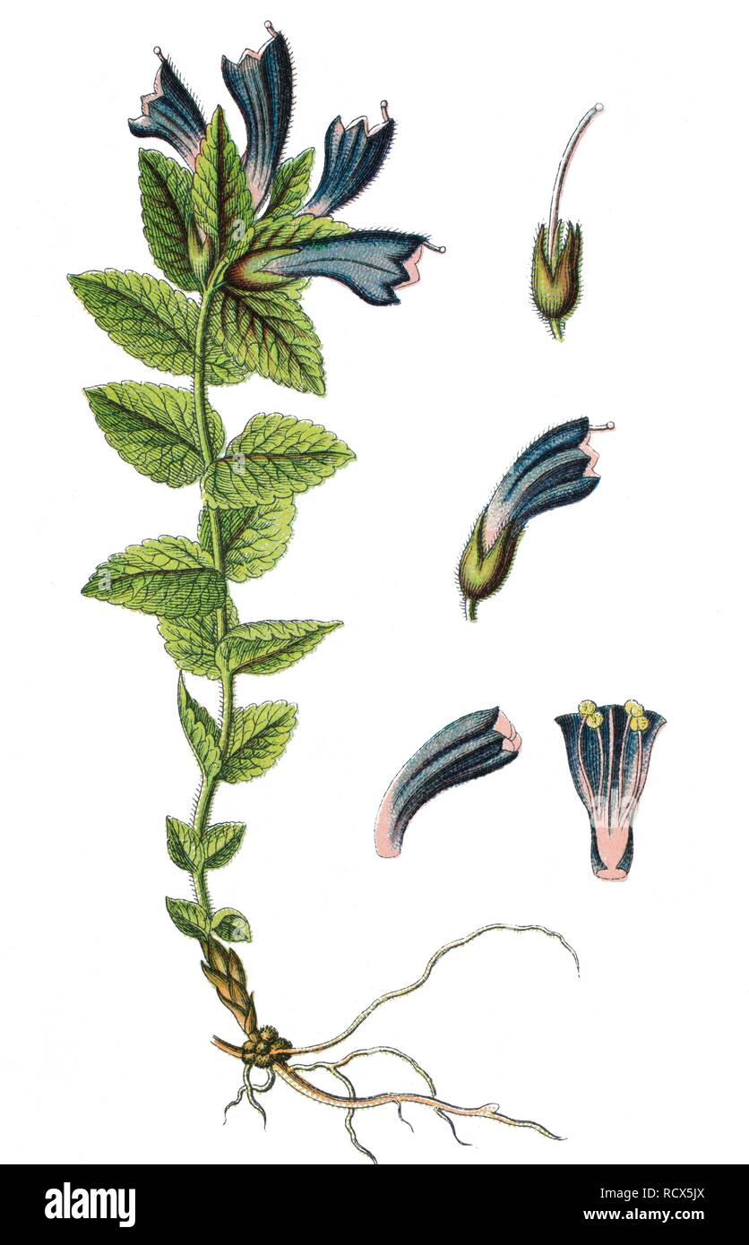 Velvetbells (Bartsia alpina), chromolithography, 1888 Stockfoto