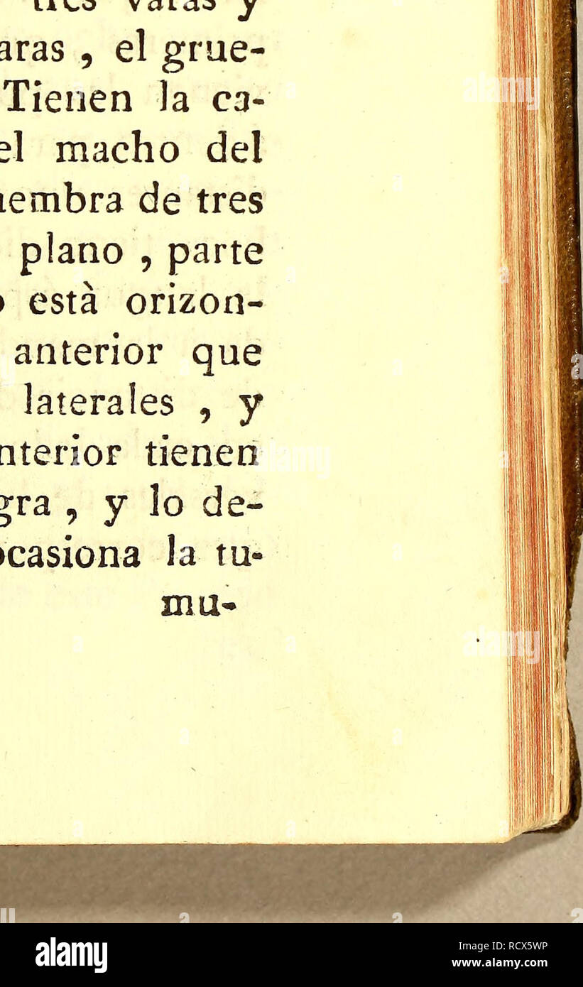 . Descripcion de diferentes Piezas de Historia Natural las Mas del ramo Maritimo: representadas De setenta y cinco Lamellen.. Marine Tiere; Natural History. V sa; el color de todo se Es obscuro cenizo * Parte de los operculos, mandíbulas, é in-terstisios de La Boca encarnado Bajo. Se co-gen de Cien brazas de Fondo. La escama Es muy Fina. Se kommen. LAMINA XXXII. CORNUDA. Ich jOs que se presentan Sohn Macho, y Saum * Bra. El macho Tiene de Largo tres Varas y Media, y la hembra Quatro Varas, El grue - so de una, y Otra una Vara. Tienen la ca-Beza en forma De Martillo, el Macho del ancho de t Stockfoto