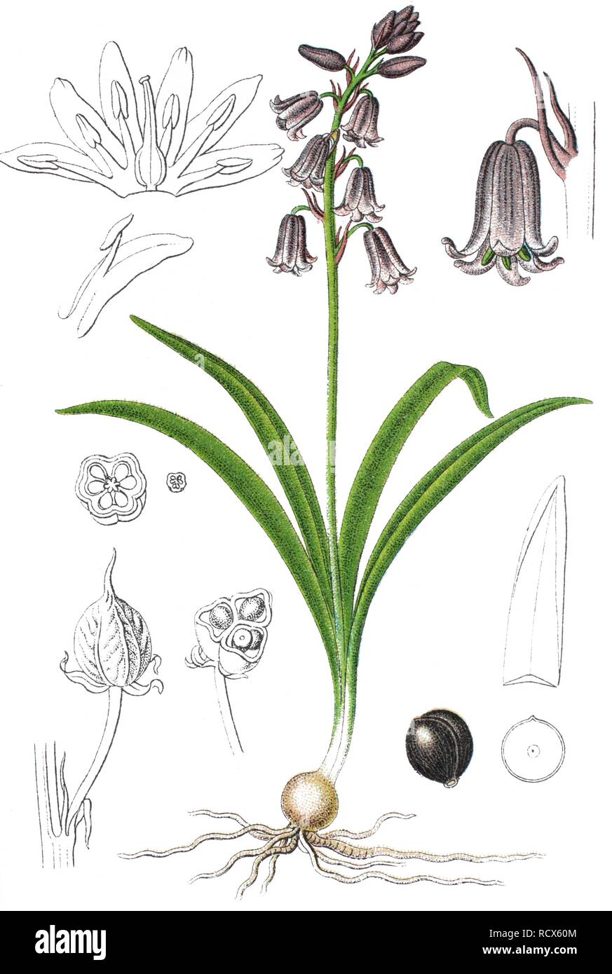 Gemeinsame Bluebell oder Englisch Bluebell (Hyacinthoides non-scripta), Heilpflanzen, nützliche Pflanze, chromolithograph, 1876 Stockfoto