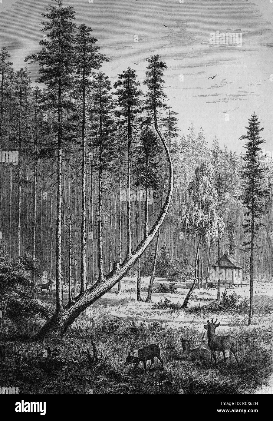 Sommerau Harfe, mit einem seltenen Wachstum erinnert an eine Harfe, beliebtes Ziel und Objekt für künstlerische Darstellungen Fichte Stockfoto