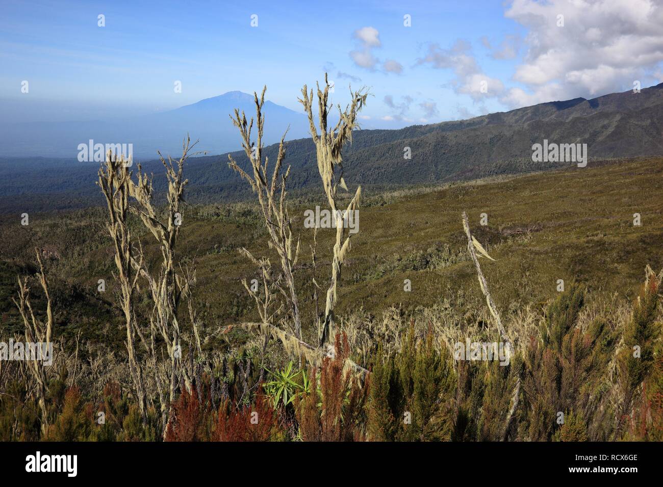 In der Moorlandschaft Zone während der Besteigung des Mount Kilimanjaro, Tansania, Afrika Stockfoto