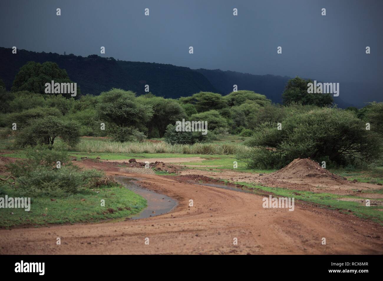 Regenzeit im Ngorongoro Krater, Serengeti National Park, Tansania, Afrika Stockfoto