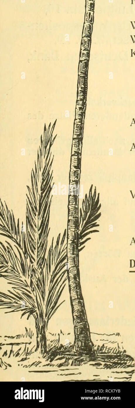 . Der Tropenpflanzer; Zeitschrift fr tropische Landwirtschaft. Tropische Pflanzen, Tropische Nutzpflanzen. TROPENPFLANZER Zeitschrift für Tropische Landwirtschaft. Organ des Kolonial-Wirtschaftlichen Komitees, wirtschaftlicher Ausschuß der Deutschen Kolonial-Gesellschaft. Herausgegeben von O. Warb 11 rg Berlin. Inhaltsverzeichnis. F. Wohltmann Halle ein. Saale.. Prof. Dr. A. Weberbauer, Anzapfungsversuche eine Kautschukbäumen im nördlichen Küstengebiete Kameruns. Willi Supf, Amerikanische Versuchsstationen. W. Bassermann, zum "Campbell-System". Koloniale Gesellschaften: Kautschuk-Pflanzung "Meanja" Stockfoto