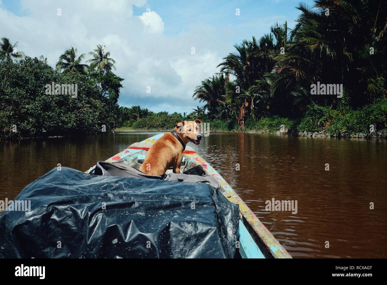 Muara Siberut, Mentawai Inseln/Indonesien - 15.August 2017: Kanufahrt auf dem Fluss, der tief in den Regenwald geht mit einem lokalen Guide und sein Hund Stockfoto