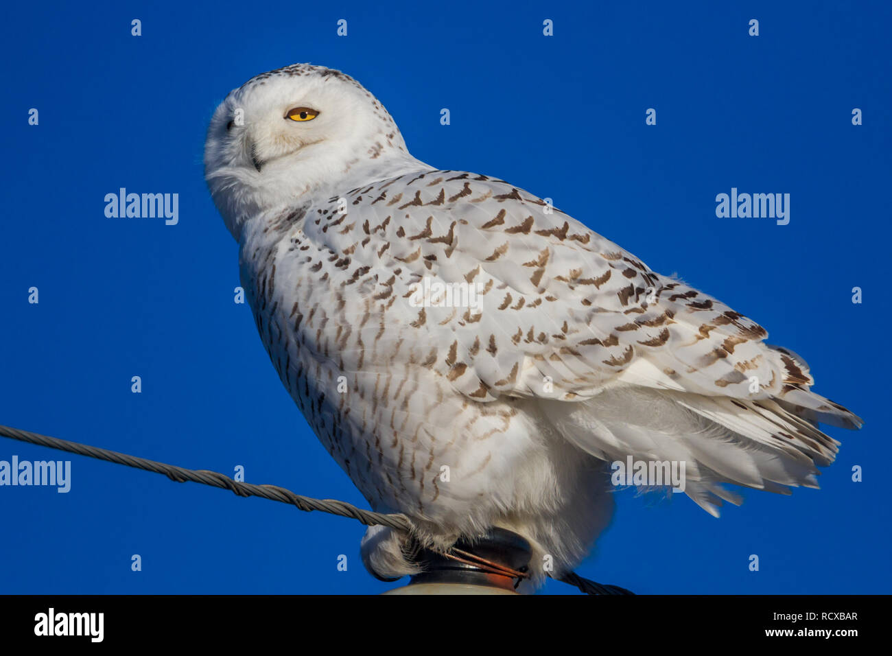 Wilde Schneeeule (Seitenansicht) auf Barsch Anzeige Federn im hellen Sonnenschein mit schönen blauen Himmel in ländlichen Alberta, Kanada. Stockfoto