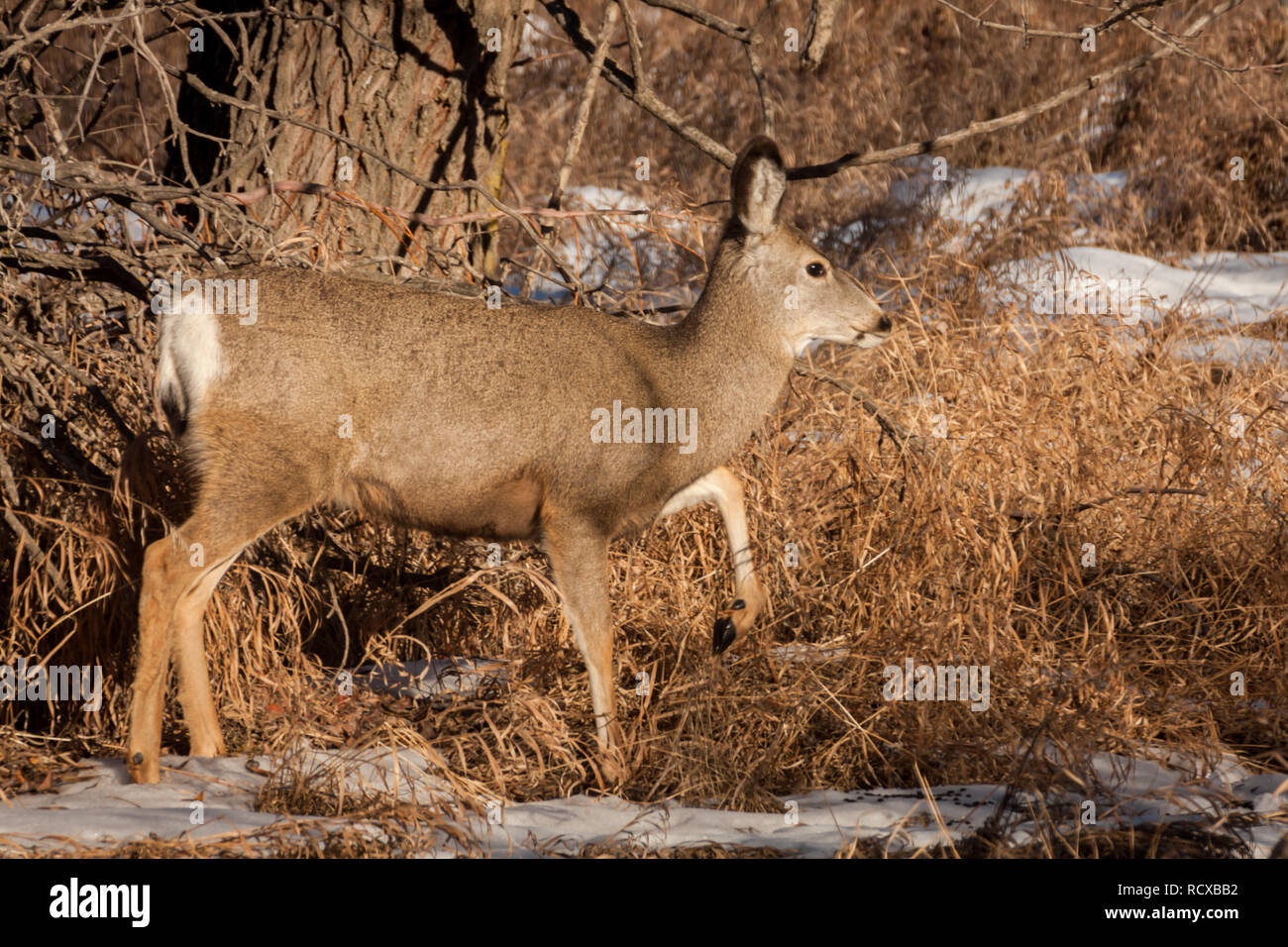 Rotwild (Seitenansicht), Bein und Huf angehoben, scampers durch Gras und Schnee, wie es für die Ernährung im Winter in Alberta, Kanada, Landschaft Grünfutter. Stockfoto
