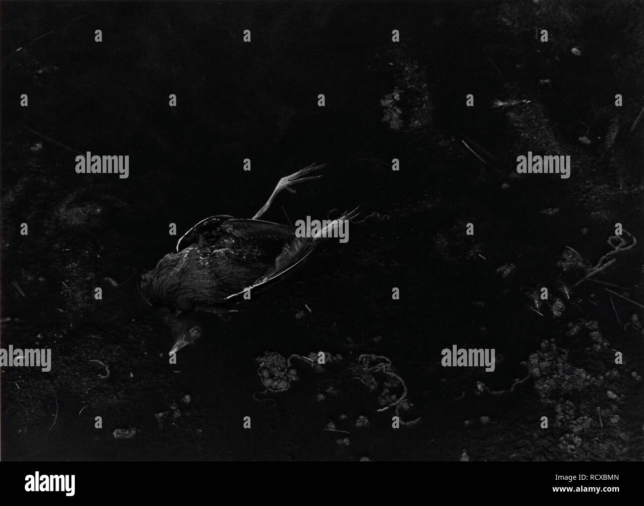 Ertrunken Vogel im Pett Level an Romney Marsh. Monochrom. Autor: Godwin, Fay. Stockfoto