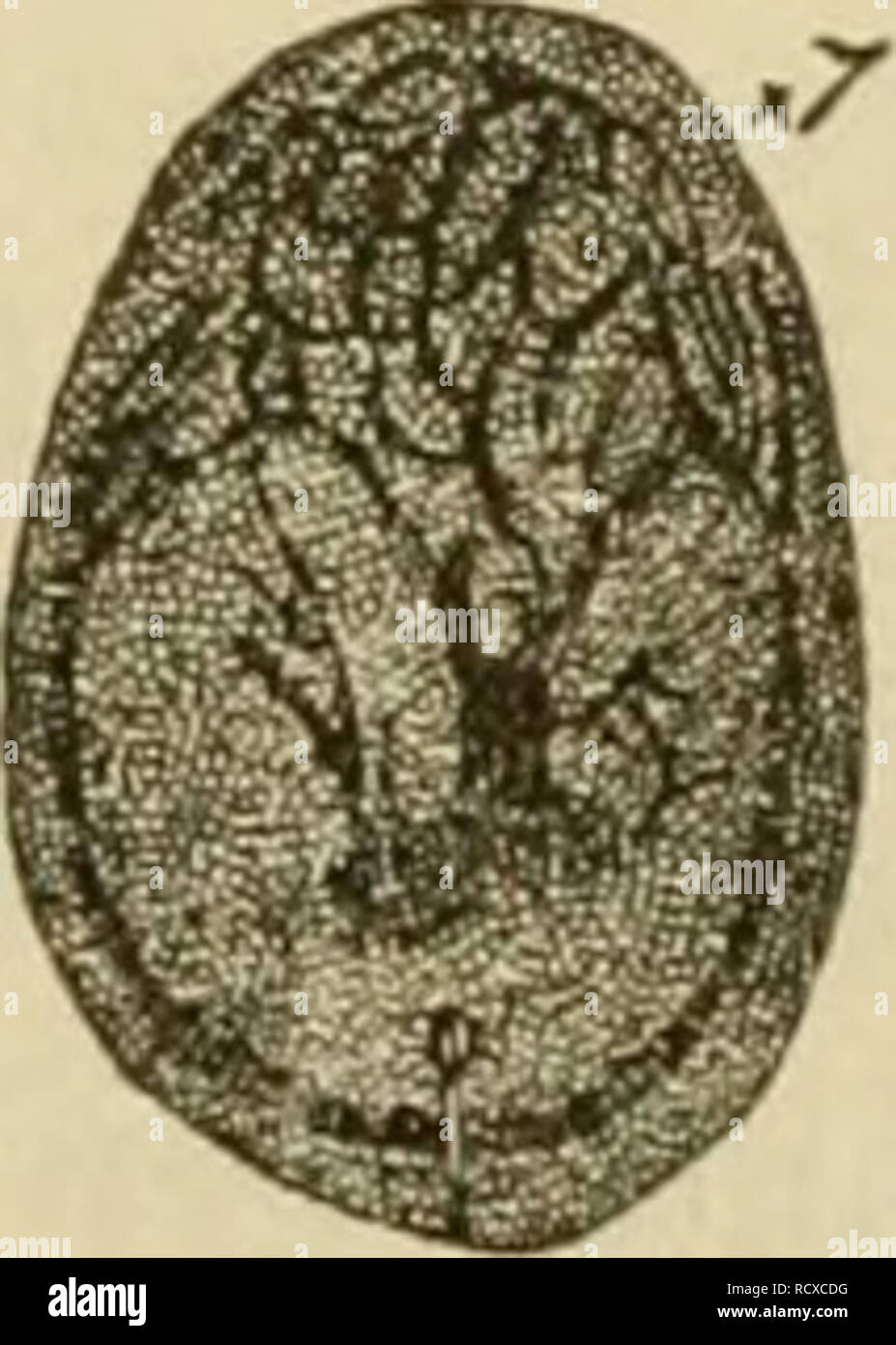 . Ein beschreibender Katalog der Skala Insekten ("coccidae") von Australien. Insekten - Australien; Maßstab Insekten. Abb. 211. Abb. 24.. Bitte beachten Sie, dass diese Bilder sind von der gescannten Seite Bilder, die digital für die Lesbarkeit verbessert haben mögen - Färbung und Aussehen dieser Abbildungen können nicht perfekt dem Original ähneln. extrahiert. Froggatt, Walter Wilson, 1858 -. Sydney: W. A. Gullick, Regierung, Drucker Stockfoto