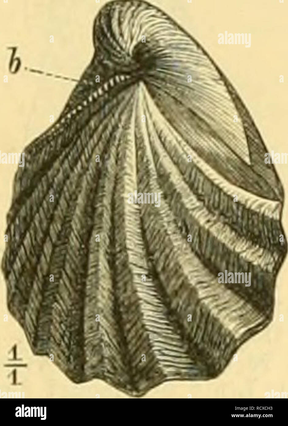 . Der Paläontologie bearbeitet. Paläontologie. Abb. 2 S 5. hioceranius lahiaUts Schi. Unteres Turon. Fusseln: rethto Klappe. Rechts: Schloss-Rand der on the left side Klappe, sterben Bandgrubenreihe zeigend, ich.. Abb. 2 S 6. Inocerainus snlcatus Park. Oberer Gaiilt. Thermalkurort Bagnoles-du Rhône. Schale gegen die rechte Klappe gesehen, h=Bandgrubenreihe der on the left side, grösseren Klappe. /. Dubius säen. oberer Lias (posidonienschiefer). Mitteleuropa. /. Polyplocus Uo. Bezeichnend für die Schichten des Lii. s. [Brauner Jura, i u. /; In Deutschland, Frankreich und der Schweiz. /. Falgeri Mer. Oberer Lias. Nordalpen. I. in der Au Stockfoto