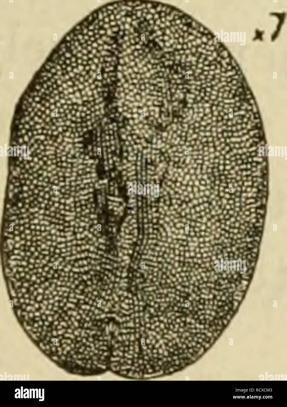 . Ein beschreibender Katalog der Skala Insekten ("coccidae") von Australien. Insekten - Australien; Maßstab Insekten. Abb. 19.. Abb. 20.. Bitte beachten Sie, dass diese Bilder sind von der gescannten Seite Bilder, die digital für die Lesbarkeit verbessert haben mögen - Färbung und Aussehen dieser Abbildungen können nicht perfekt dem Original ähneln. extrahiert. Froggatt, Walter Wilson, 1858 -. Sydney: W. A. Gullick, Regierung, Drucker Stockfoto