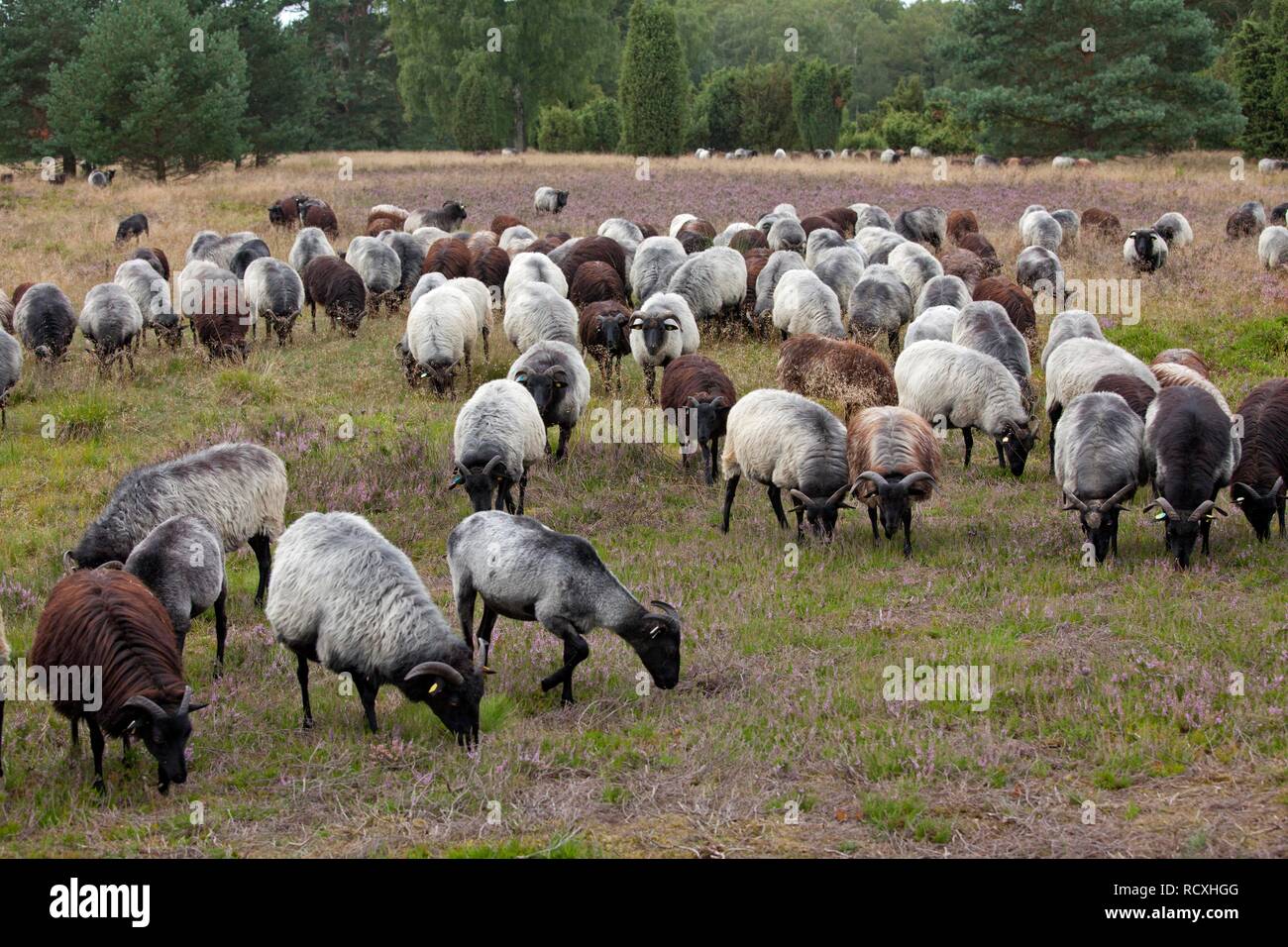 Herde von heidschnucke Schafe auf der Heide in der Nähe von Wilsede, Lüneburger Heide, Niedersachsen Stockfoto