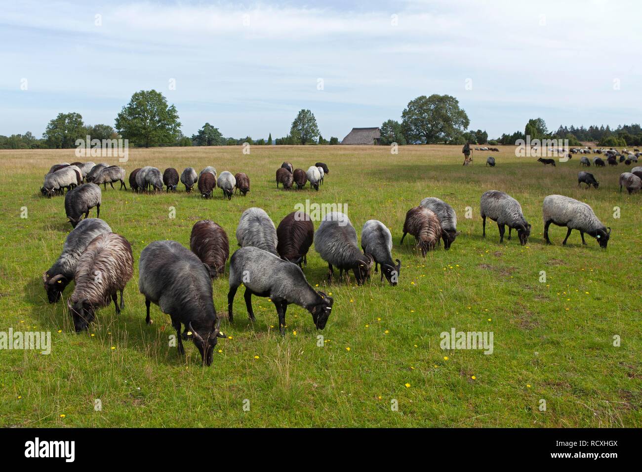 Herde Schafe Heidschnucke Moor in der Nähe von Wilsede, Lüneburger Heide, Niedersachsen Stockfoto