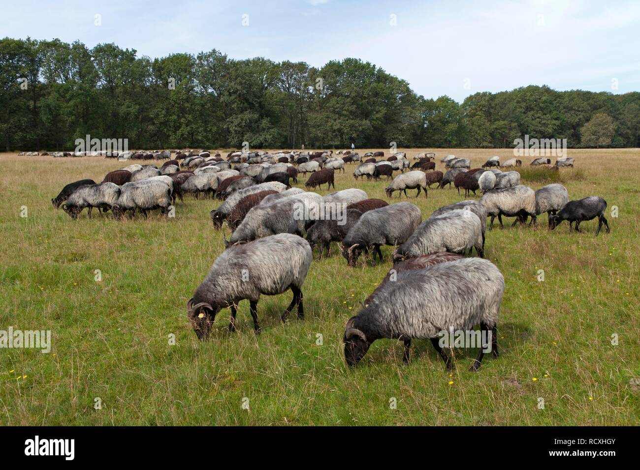 Herde Schafe Heidschnucke Moor in der Nähe von Wilsede, Lüneburger Heide, Niedersachsen Stockfoto