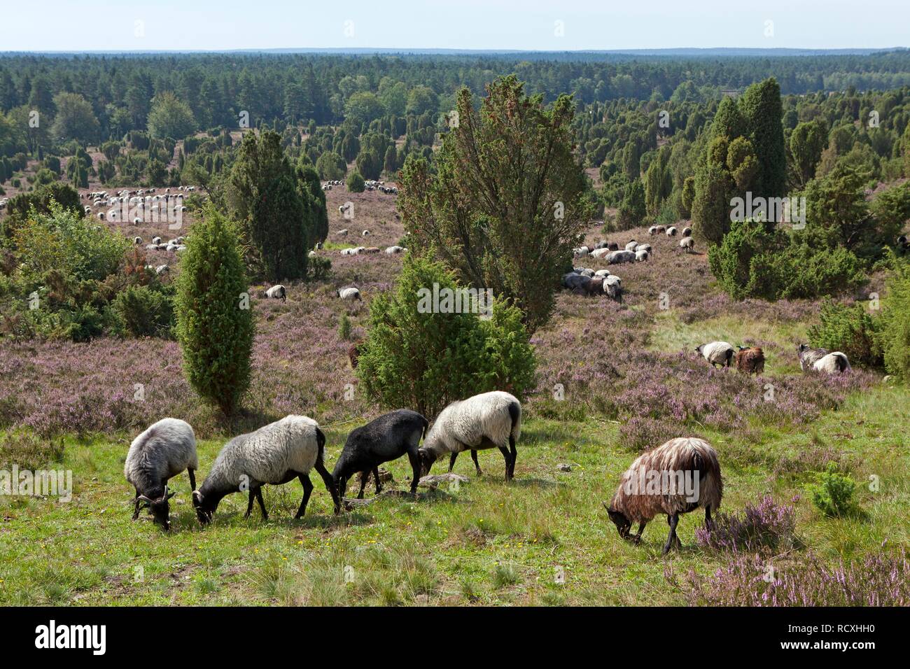 Herde von Heidschnucke moorland Schafe in der Nähe von wilsede Totengrund, Lüneburger Heide, Niedersachsen Stockfoto