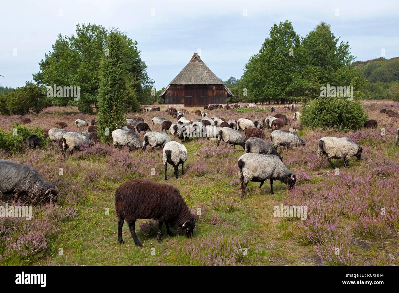 Schafstall und eine Herde Schafe Heidschnucke Moor in der Nähe von wilsede Steingrund, Lüneburger Heide, Niedersachsen Stockfoto