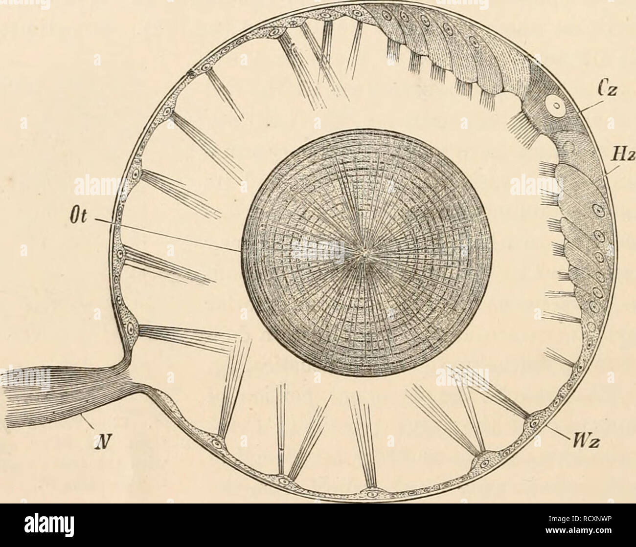 . Elementare Lehrbuch der Zoologie. Zoologie. 86 ORGANISATION UND ENTWICKLUNG VON TIEREN IM ALLGEMEINEN. der Perfektion. In den einfachsten Fällen sie als eye-Spots bekannt sind, und Bestehen des reizbaren Protoplasma, d. h., der nervösen Substanz, mit Schwein- Granulat; und in dieser Form vielleicht kaum geeignet sind, dem Licht und der Finsternis, sondern werden lediglich an die warmen Sonnenstrahlen anfällig. Es ist kaum möglich, dass Pigment zu begreifen ist pensable Für die Empfindung von Licht, denn es gibt viele Augen von komplizierten Struktur, aus der Pigment völlig abwesend sein können. Jedoch der Ansicht, Stockfoto