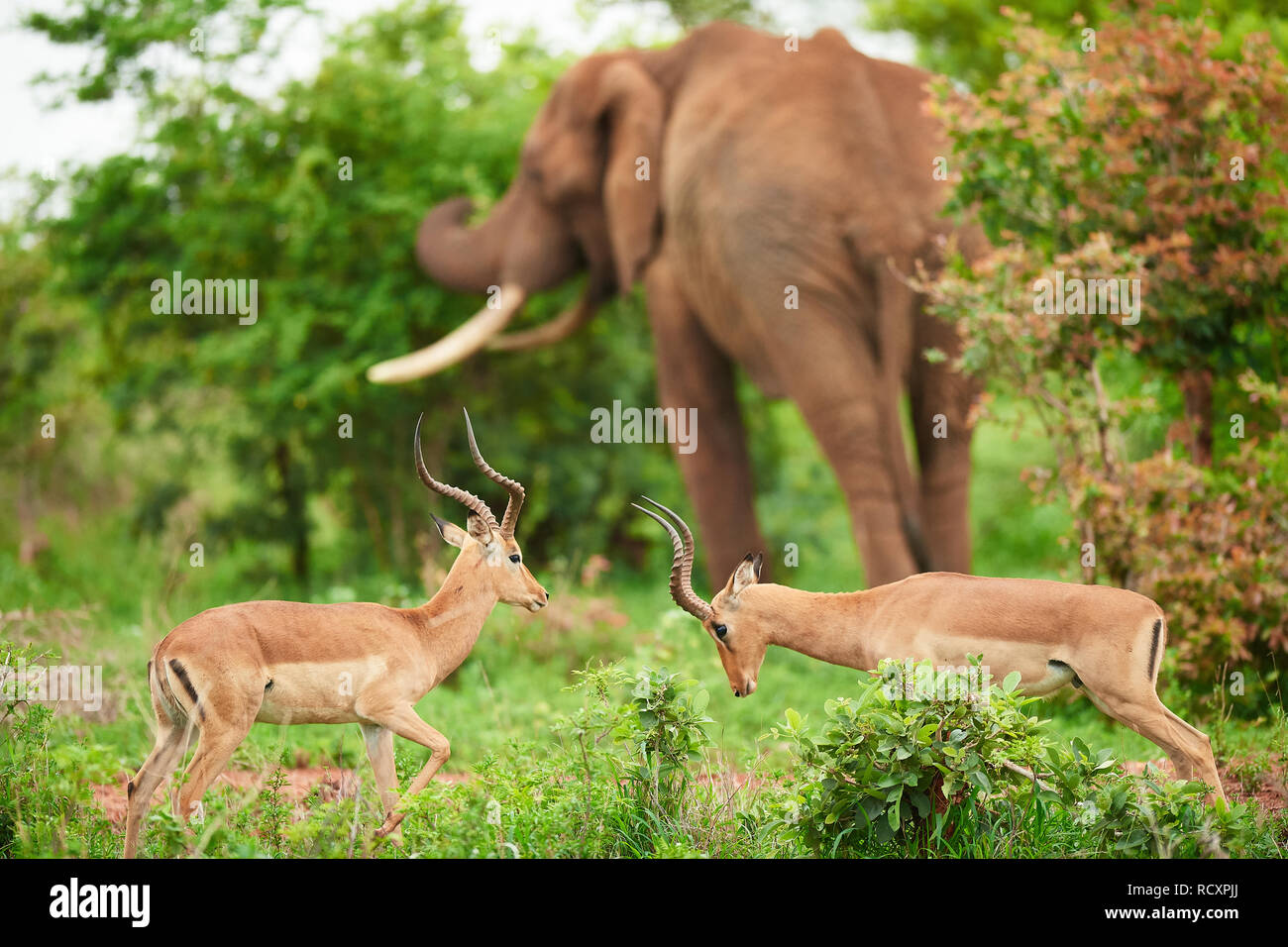 Impala Quadratur im Kruger National Park Stockfoto