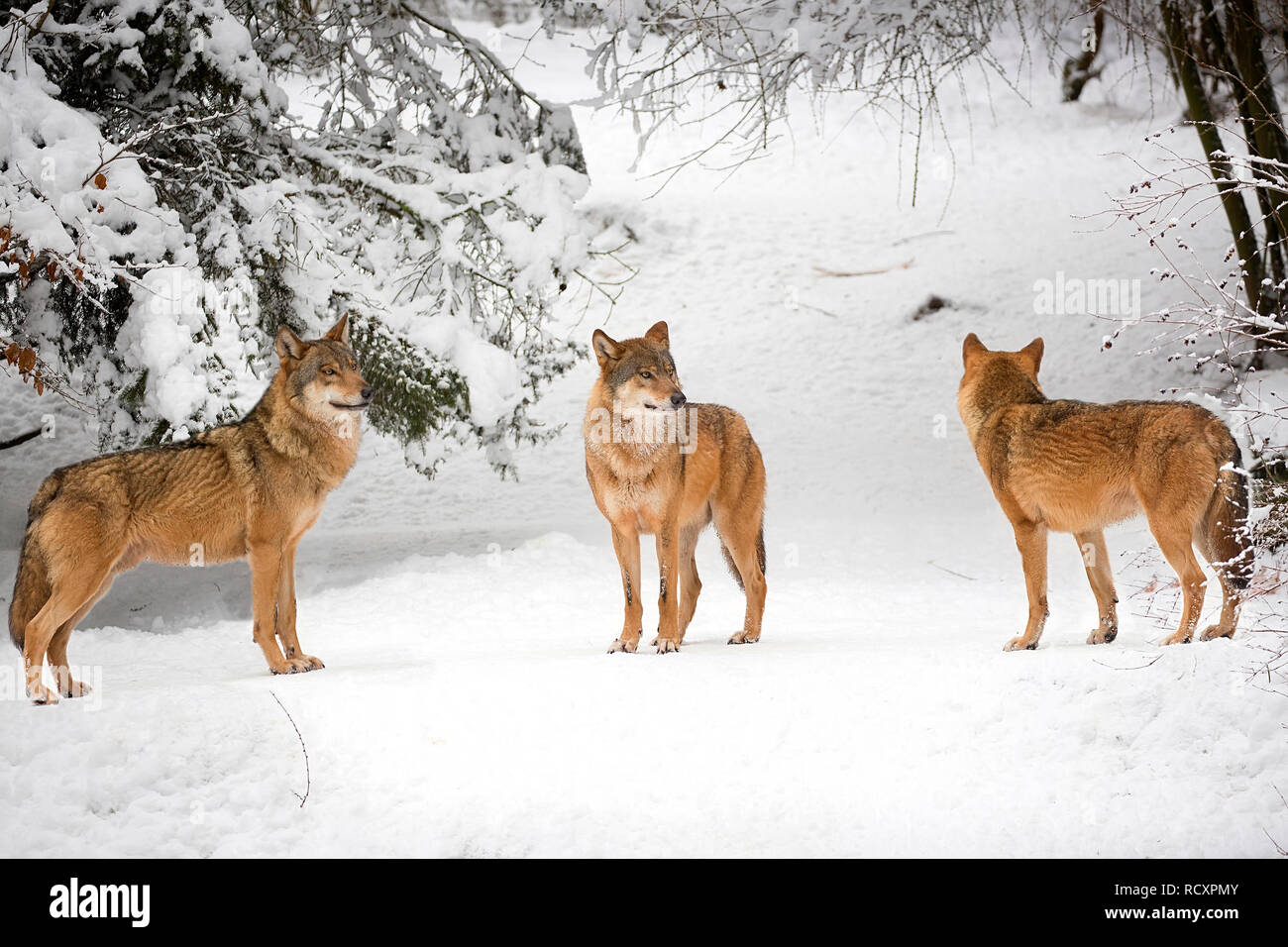 Wölfe im Winter im Wald Stockfoto