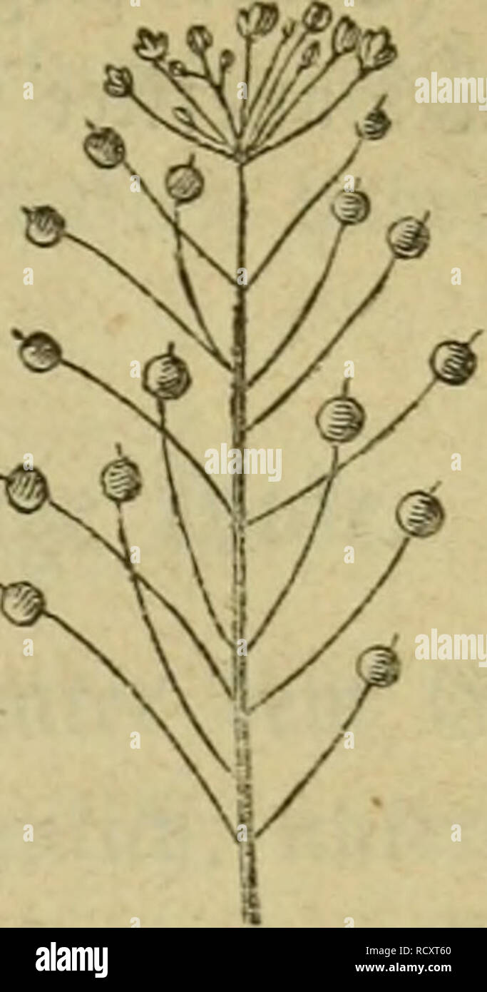. Der Führer in der Pflanzenwelt. Hülfsbuch zur Auffindung und Bestimmung der wichtigsten in Deutschland wild wachsenden Pflanzen. Pflanzen. Sunt. - X.5 luf Stecfern unb © Stange^^ en toilbtoadtifenbe flanjcn. 327 - 350. 389 335. (Xcslia Neslea) paniculäta Sp. (Myagrum pan. Z.) ißi ^^ige D^C^liegen! Ieiner Sein = botter. ® er © tettget tft öon (Stern^ oar fc^ drflid). ! Dte üom BleiBenben Griffet gefrönte % xn^t fpringt mcfet auf. ® ie tft uvfpntuöüd) 2 = fäc^ eng/mx) aBer etnfäd) ert3, iubent bk © cfjeibetpanb fc^ tninbet. 336. Crantz camclina Speichel. (Myagrum sativum Z.) © clinutcr Scinbotter, ginfenfamen. ® aÖ (Sc Stockfoto