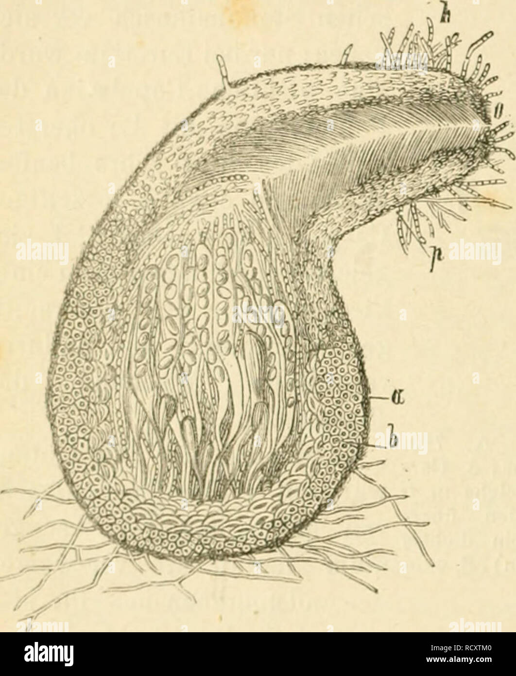 . Der Standpunkt der gegenwrtige Mycologie mit Rcksicht auf die Lehre von den Infections-Krankheiten. Pathogene Pilze. 1 U2 aus weissem, niarkalmliclioni, (psPU lnparon (hymatisi, hsenk.t, wolelies mit festen, gefärbten Cortiealscliiclite überzogen ist. Bei den meisten Pyrenomyeeten ist der obere Theil des Peritheciiims in einen mehr oder minder langen, gewundenen bisweilen Hals ausge-zogen, dess bin ich Innenseite bis auf einen kurzen, centralen Canal von zahlreichen Ilaaren, Periphysen, ausgekleidet ist, Abb. 36, s. Zur Zeit der Reife durchbricht of this Hals bei den in ein Stroma eingesenkten Stockfoto