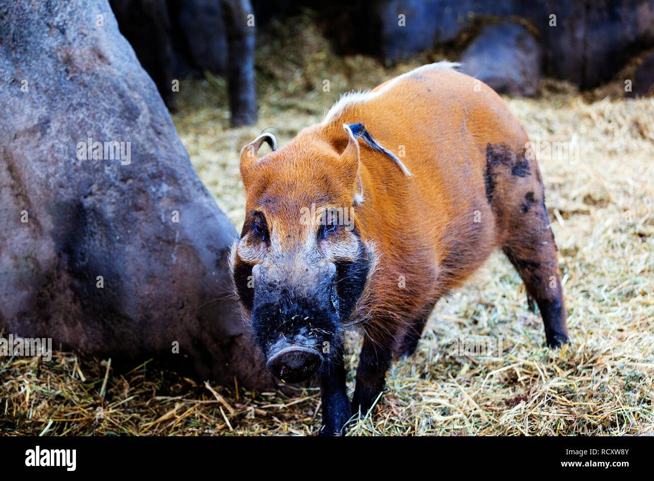 Ein männlicher Red River Hog suchen nach Essen in den Wald. Auch als Bush pig bekannt, es ist eine wilde Mitglied der Familie der Schweine leben in Afrika oft in der Nähe gesehen Stockfoto