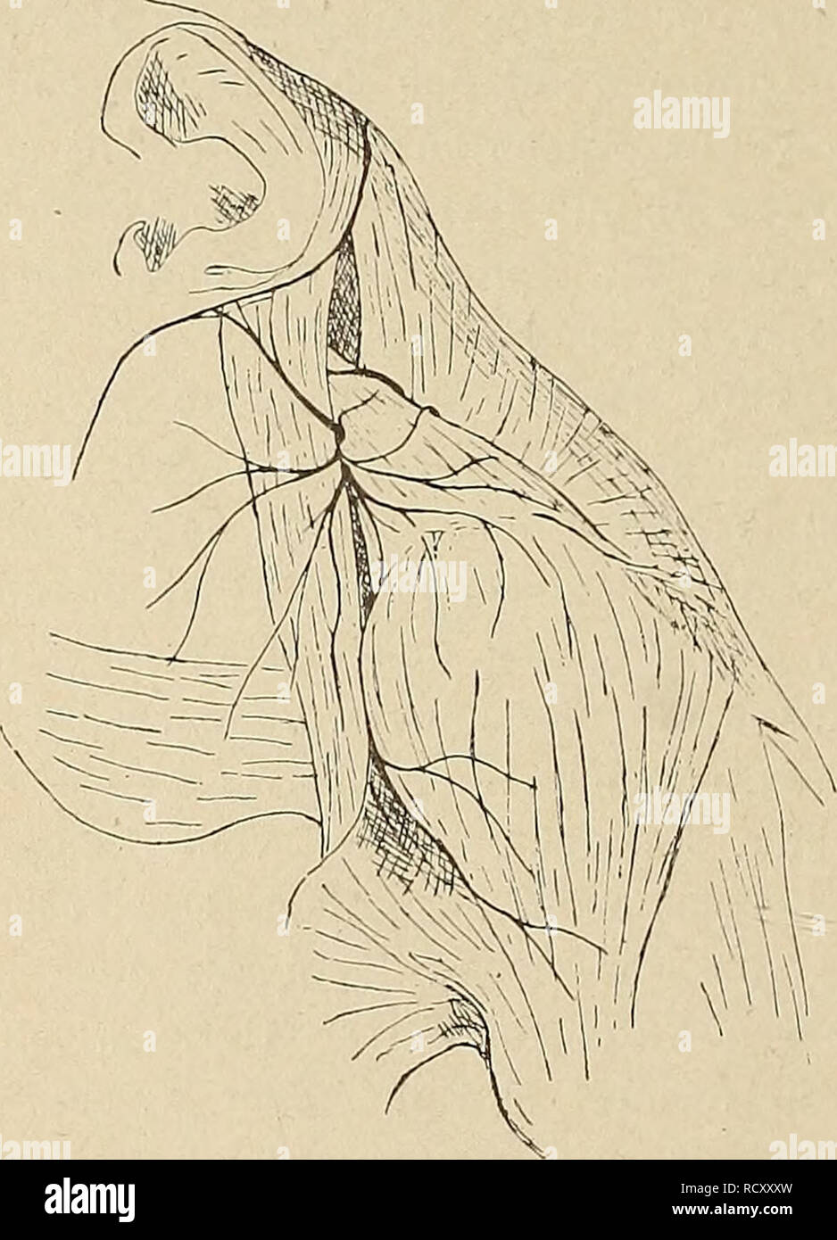 N suprascapularis Fotos und Bildmaterial in hoher Auflösung Alamy