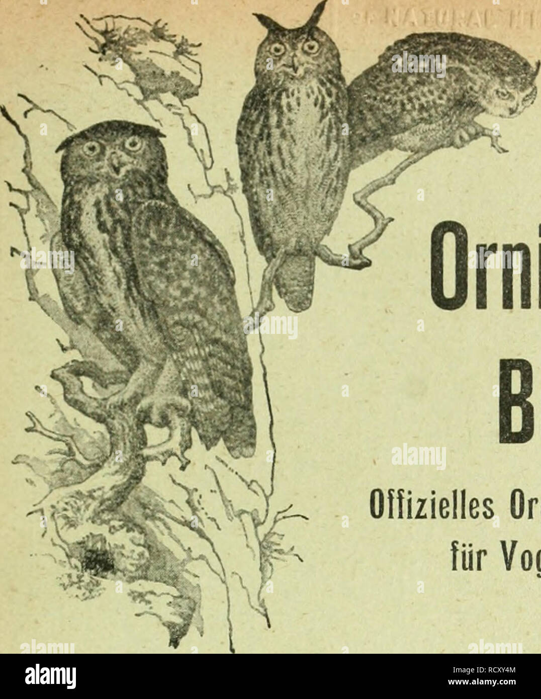 . Der ornithologische Beobachter. Vögel Vögel. ir. Der ornithologische Beobachter Oliizieiles Organ der Schweizer. Gesellschaft für Vogelkunde und Vogelschulz L'Ornithologiste Organe officiel de la Gesellschaft suisse pour l'^ tude des Oiseaux et leur Schutz Abonnementspreise: Schweiz: Bei der Expedition werden, stellt jährlich Fr. 5.-Bei der Post lieferpriorität. "5. 20 Ausland" 6. - Prix des Abonnements: Suisse: par! e Bureau de l'ex-p^A USGABE Fr $. 5. - Par la Poste.... "5.20 Etranger" 6. - YI Jahrgang Annee 1917-1918 H e f t • • • Fascicule 4 Inhalt: Sommaire: Unsere Störche im Sommer 1917. Von Stockfoto