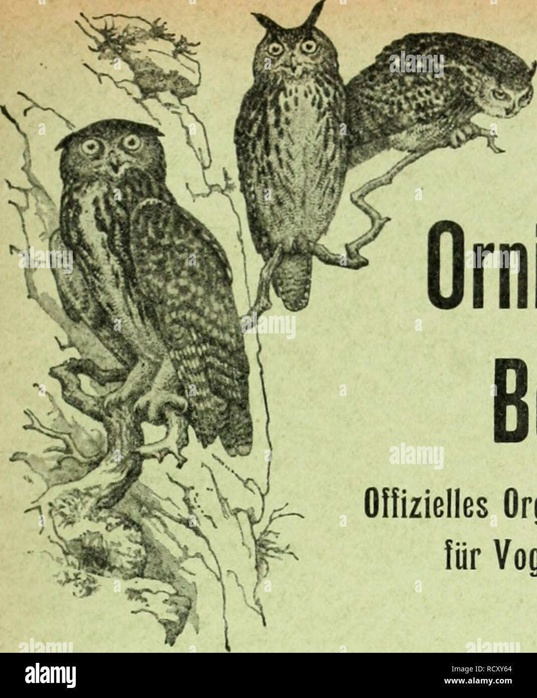 . Der ornithologische Beobachter. Vögel, Vögel. Der ornithologische Beobachter Offizielles Organ der Schweizer. Gesellsctiafl für Vogelkunde und Yogelscliulz L'Ornithoiogiste Organe officiel de la Soci^t^ Suisse l'Gießen^ tude des Oiseaux et leur Schutz ^Ir vif Jahrgang Annee 1917 - 1918 Heft • Fascicule Inhalt: Sommaire: unsere Mitglieder und Leser! Â "Der Ruf des Grossen Brach - Vogels (Numenius anjuatus). Von Dr. H. Fischer-Siegwart, Zofingen. Â Niditication du Busard Saint-Martin. Par R. Poncy. Â Ornithologi - sclie Mitteilungen aus Baden-württemberg. Von Prof. Dr. H. Zwiesele, Stutt-ga Stockfoto