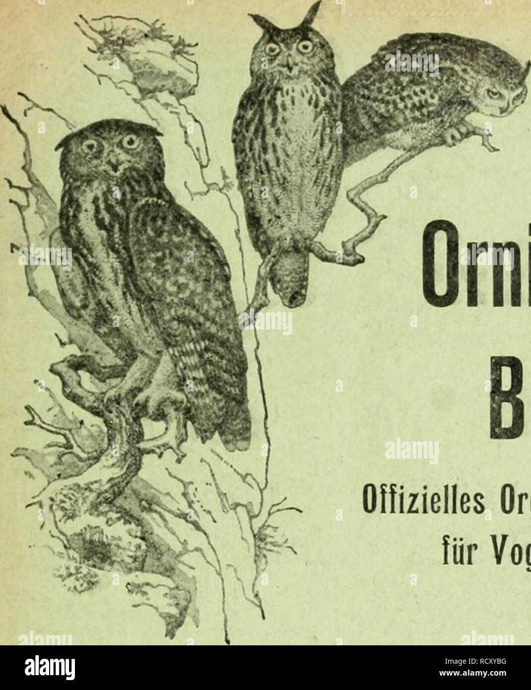 . Der ornithologische Beobachter. Vögel, Vögel. Der ornithologische Beobachter Olfizielles Organ der Schweizer. Cesellschaft für Vogelkunde und Vogelschutz L'Ornithologiste Organe officiel de la Soci6t6 suisse pour l'^ tude des Oiseaux et leuf Schutz Abonnementspreise: Schweiz: Bei der Expedition werden, stellt jährlich Fr. 4. 50 bei der Post lieferpriorität. "4,70 Ausland" 5,50 Prix des Abonnements: Sulsse: par le Bureau de I'ex-p^A usgabe Frs. 4. 50 par la Poste.... "4,70 Etranger" 5,50 Yjir Jahrgang Annee 1916 - 1917 Heft - • Fascicule 9 Inhalt: - Sommaire: Beitrag zur Verfärbung der Iris des K Stockfoto