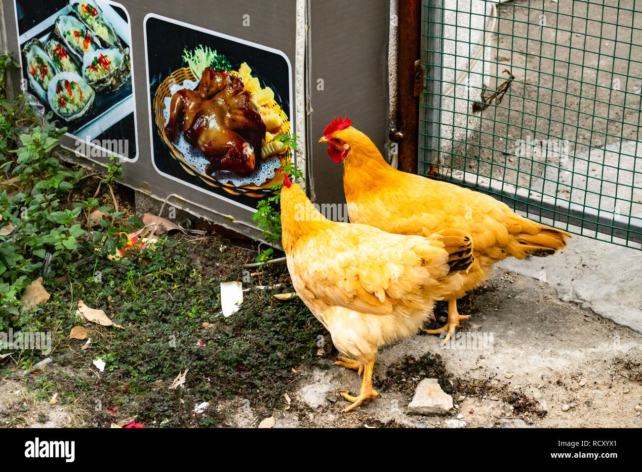Neugierige Hühner und ein Foto der Huhn neben lebenden Hühnern in China Stockfoto