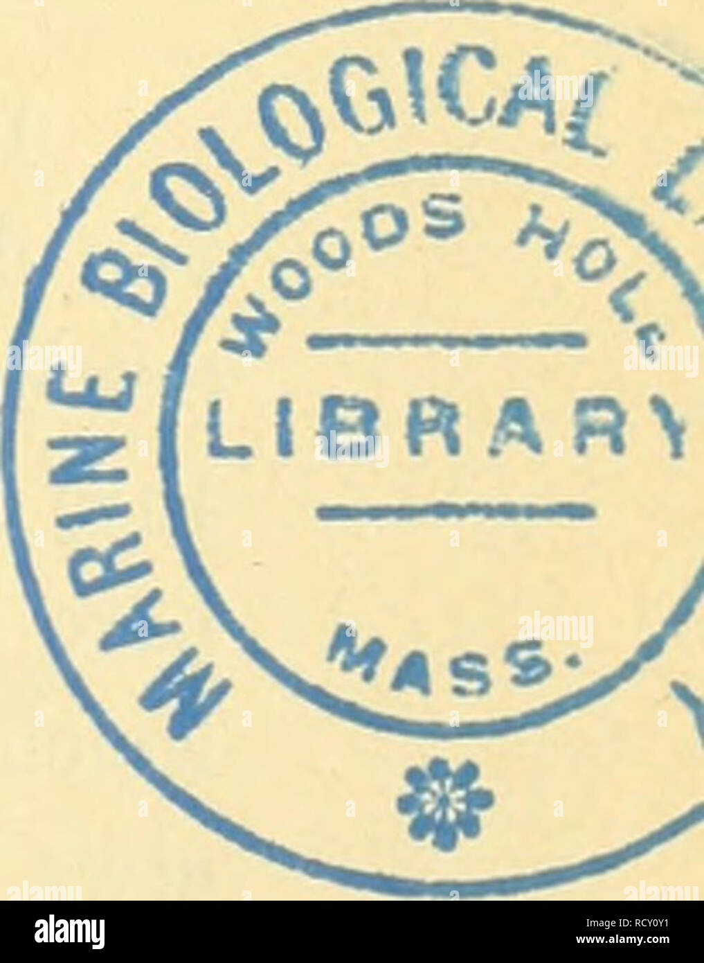 . Der Mensch, Sein Ursprung und seine Entwicklung, in gemeinverständlicher Darstellung. Menschen; Evolution. Abb. 50. Rhina squatina, ein Hai, den welclier Durchdeklinierten zu den Rochen bildet. 5/6 das Innenskelett Knochenplatten, nicht oder nur mangelhaft ver-knöchert ist. Paarige Flossen noch fehlen, dagegen sind oft gepanzerte Scheren-ähnliche, ihrer Bedeutung / völlig rätselhafte Anhänge in der Brustgegend vorhanden. Neuerdings ist bei einigen am Seitenrande des Körpers ein Besatz. Bitte beachten Sie, dass diese Bilder aus gescannten Seite Bilder, die digital enhan wurden extrahiert werden Stockfoto