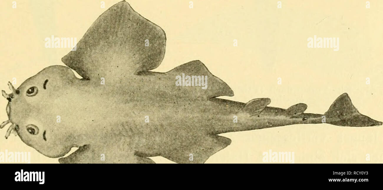 . Der Mensch, Sein Ursprung und seine Entwicklung, in gemeinverständlicher Darstellung. Menschen; Evolution. Abb. 49. Eine Roche (Raja radiata).. Abb. 50. Rhina squatina, ein Hai, den welclier Durchdeklinierten zu den Rochen bildet. 5/6 das Innenskelett Knochenplatten, nicht oder nur mangelhaft ver-knöchert ist. Paarige Flossen noch fehlen, dagegen sind oft gepanzerte Scheren-ähnliche, ihrer Bedeutung / völlig rätselhafte Anhänge in der Brustgegend vorhanden. Neuerdings ist bei einigen am Seitenrande des Körpers ein Besatz. Bitte beachten Sie, dass diese Bilder aus gescannten Seite imag extrahiert werden Stockfoto