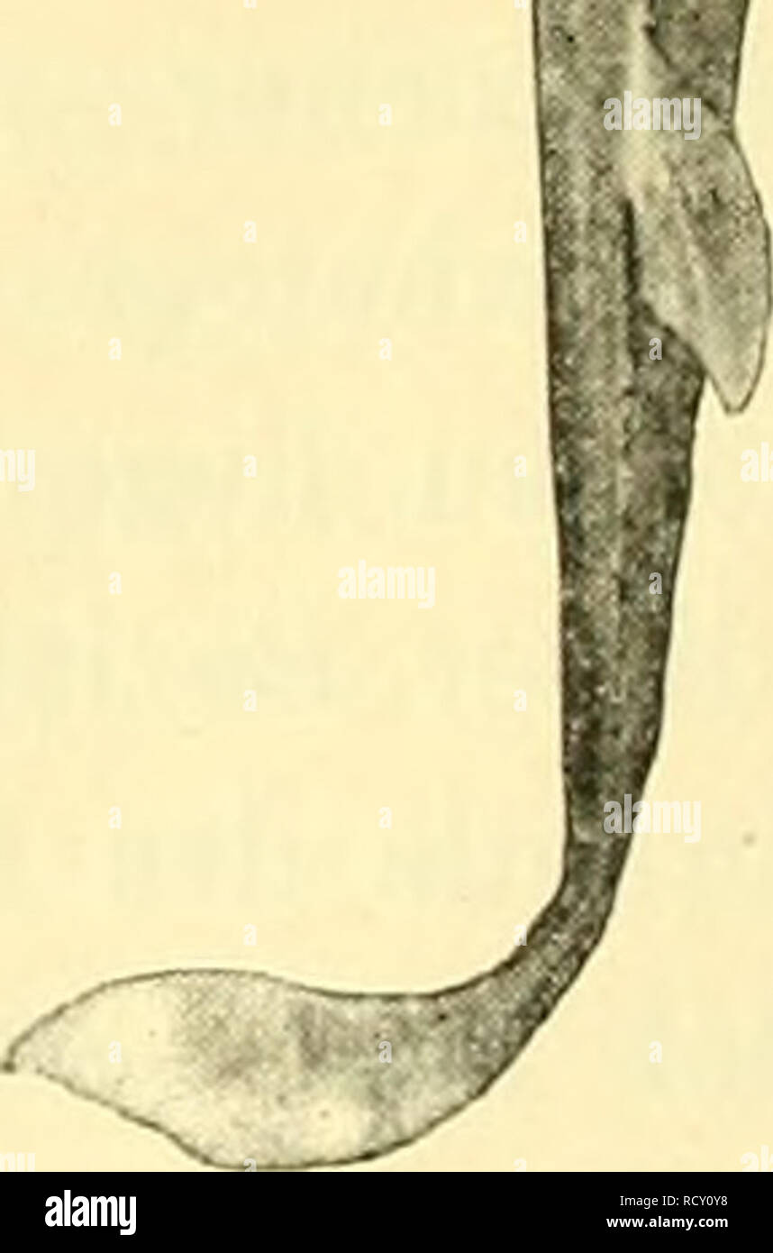 . Der Mensch, Sein Ursprung und seine Entwicklung, in gemeinverständlicher Darstellung. Menschen; Evolution. ,. , /-I1 •; 1 TA-1 1 Abb. 48. Rhinobatus sclilegelii, m verschiedenen Graden mit den Irischen der Löwen Hai-ähnliche Roche.. Bitte beachten Sie, dass diese Bilder sind von der gescannten Seite Bilder, die digital für die Lesbarkeit verbessert haben mögen - Färbung und Aussehen dieser Abbildungen können nicht perfekt dem Original ähneln. extrahiert. Leche, Wilhelm, 1850-1927. Jena, Fischer G. Stockfoto