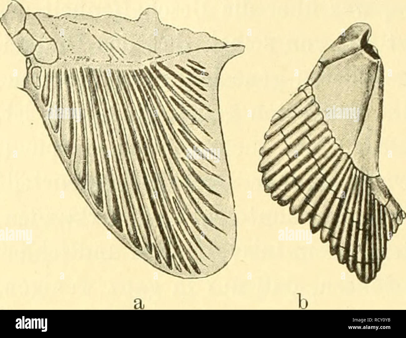 . Der Mensch, Sein Ursprung und seine Entwicklung, in gemeinverständlicher Darstellung. Menschen; Evolution. 68 W, Lee er: Der Mensch. Abb. 47. Brustflosse, einem von Ciadoselache, ein knorpelfisch aus dem Devon (/ Dean), b von einem heutigen Hai (Kann - thias vulgaris). Flossen aus einfachen parallellen Tüv 5/6 aufgebaut sind, sterben - selben bei allen jetzigen Haien eine viel differenziertere Beschaffenheit zeigen (Abb. 47). Ob Climatius, ein Geschichte devonischer Knorpelfisch, mehr als zwei Flossenpaare hat, wodurch er mit manchen Wirbellosen: übereinstimmen und somit einen ur- Stockfoto