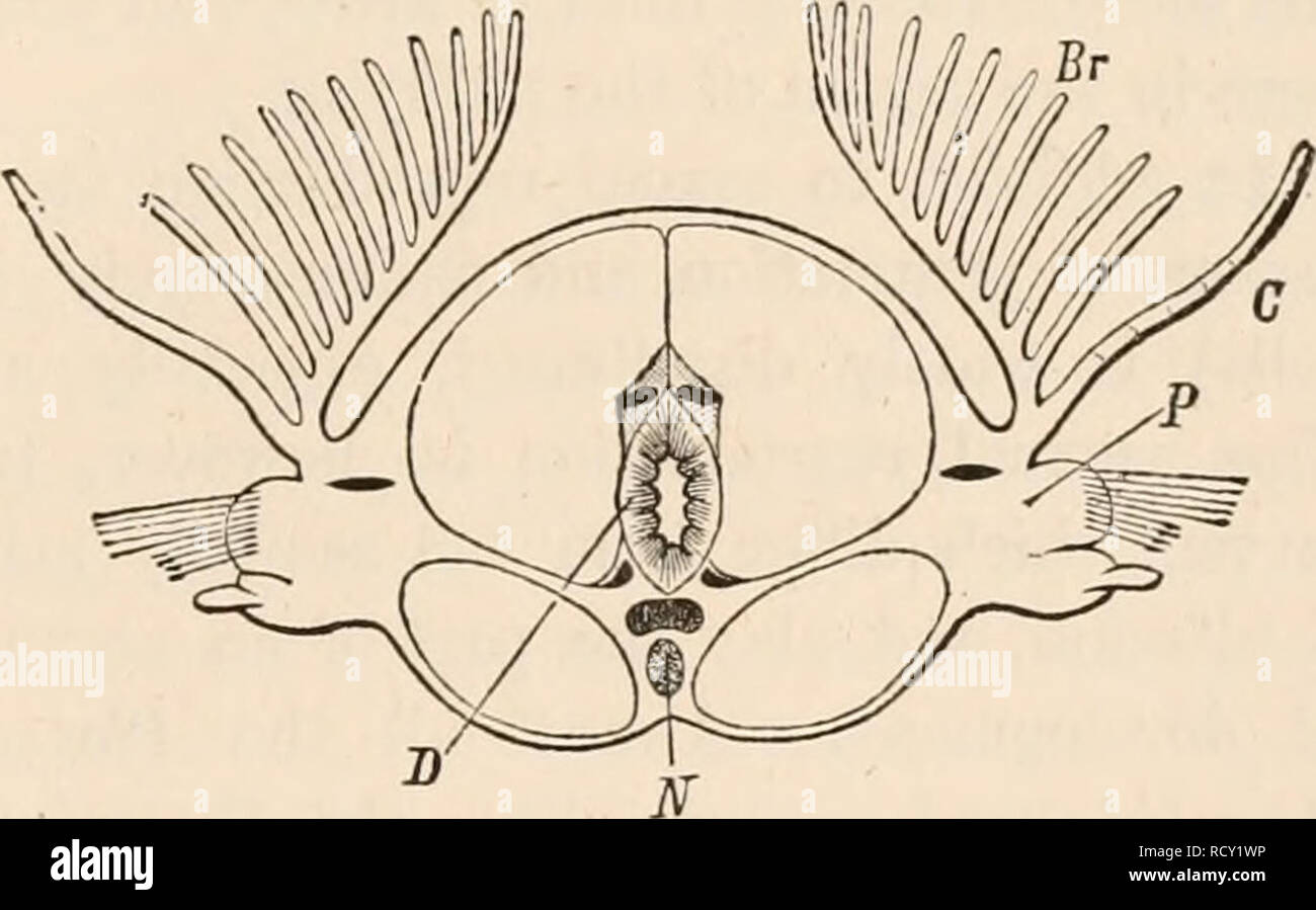 . Elementare Lehrbuch der Zoologie, Tr. Und hrsg. von Adam Sedgwick, mit der Unterstützung von F. G. Heathcote. Sinnesorgane. YASCtfLAR SYSTEM. 307; taktile Organe. Letztere sind zu nervös, Erweiterungen und spezielle taktile integumentary Hautanhangsgebilde (Haare) beigetreten sind, und sind auch in der parasitäre Würmer als papilla? Der Außenhaut mit Nerven verbunden. Iri die frei lebenden Würmer, diese taktile Organe fre- form von Filiform, Tentakel - wie Anhängsel auf dem Kopf und Segmente (cirri). Auditive Organe sind nicht so in der Regel anwesend und wird von auditiven Vesikel (otocysts) vertreten ei Stockfoto