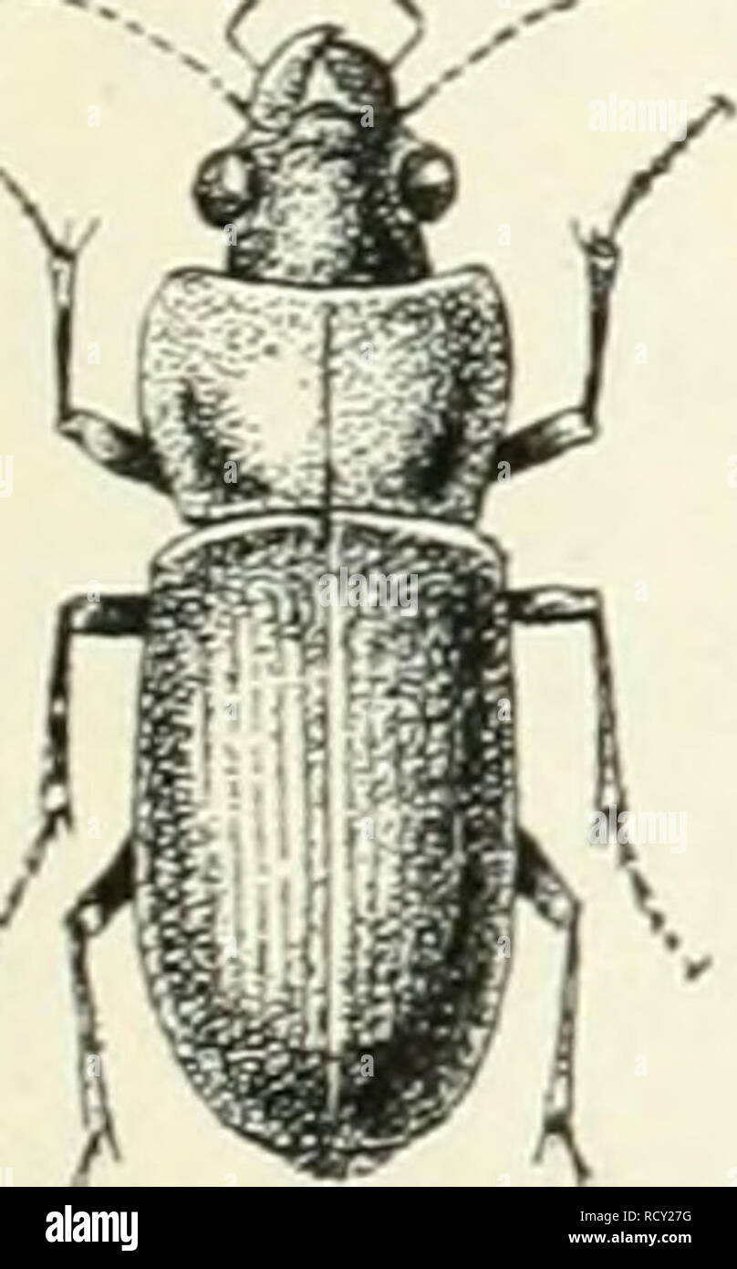 . Der käfersammler. Hg. von der Redaktion des guten Kameraden. Insekten; Insekten. Urtterfcfjtebe rceiblicfjer SSäfer männlicher unb. 13. &Lt;2 ie nehmen feine - Wahrung ju ficb, unb fönnen nidjt fidt) fortbewegen. 2 Nase iljnen geb, t nad; einigen SBodjen Xagen ober ber halte Käfer Ijeroor. Unterschiede männlicher und weiblicher Käfer. % Üx bie Untertreibung ber Beiben Ääfergefdjledjter is also e § feine beftimmten Siegeln. £ ie Unter) d) iebe fönnen fidt) in alte Körperteile erftreden. © eiuöfynlid] ftnb bie. 2. Ssrjgrüner Säjnet * laufet. (Harpalus aeneus F.). Bitte beachten Sie, dass diese Bilder extrahiert werden Stockfoto