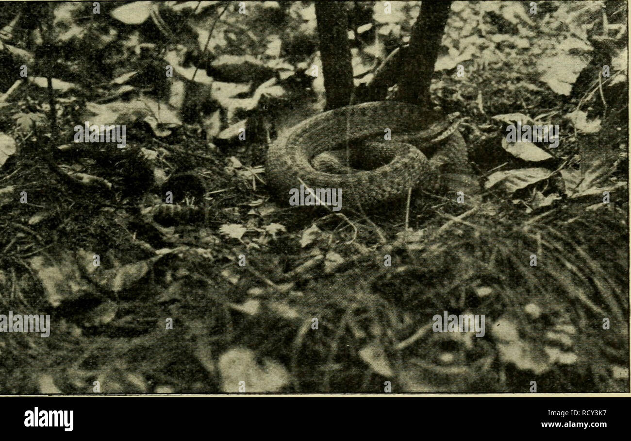 . Der deutschen Heimat Kriechtiere und Lurche. Reptilien und Amphibien. Vipera berus (L.), Kreuzotter (Weibchen in Ruhelage) wohl um ihre Verschleppung durch Reisig, Streu, Schutt und dergl. handeln. - Sterben von der glatten Natter - wohnten Lokalitäten meidet sie im Allgemeinen; jedoch nie regelmässig und mann kann vereinzelt beide Schlangen ein ein- und demselben Ort antreffen. Beispielsweise habe ich eine engbegTenzten mehreren Gebieten in der Umgebung meines Wohnortes sterben hier vorkommenden drei Schlangenarten: Kreuzotter, Ringelnatter Glatte Natter und gleichzeitig gefunden, in einem Fall sogar in Stockfoto