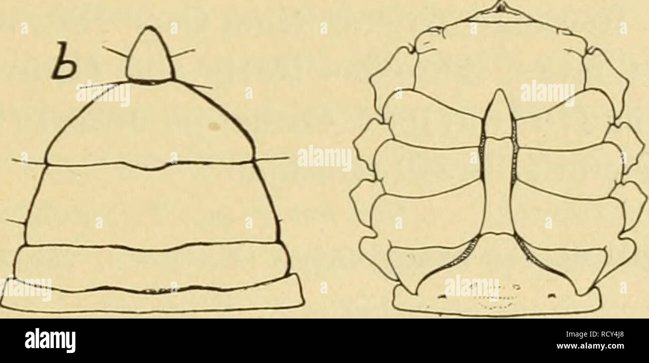 . Dekapoden Crustaceen von Bermuda. Ihre Verteilung, Variationen, und Gewohnheiten. Decapoda (Crustacea). Abbildung 23.- Unterleib der Frau; ein callinectes sapidus, C.; b, von C. ornatus. Abbildung 24. - Abdomen eines männlichen Callinectes sapidus, f Nat. Größe. Viele Exemplare sind viel weniger in brillanten Farben. Einige sind gesprenkelt mit helleren und dunkleren Olivenöl auf dem carapax. Der junge - sind in der Regel eher langweilig oder normales oliv-gelb; einige sind Light Olive oder grünlich. Albino Proben häufig auftreten, in denen die gesamte Panzers und Beine sind Hellgrau oder nearl^^ weiß, oder in denen Weiß ist die vorherrschende Farbe. Eine l Stockfoto