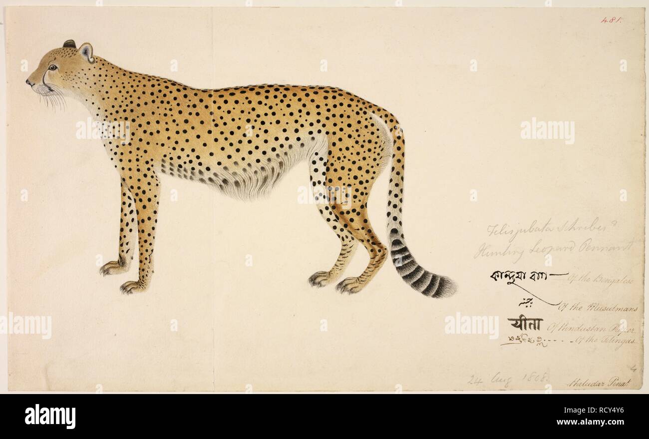 Asiatischer Gepard â € "Acinonyx jubatus venaticusâ €™ Indischer Gepard, ähnlich der afrikanischen Sorte aber etwas kleiner und schlanker, ausgestorben in Indien seit 1948. Buchanan-Hamilton Sammlung. 1804 - 1807. Aquarell,. Quelle: NHD 3/481. Autor: Haludar. Stockfoto