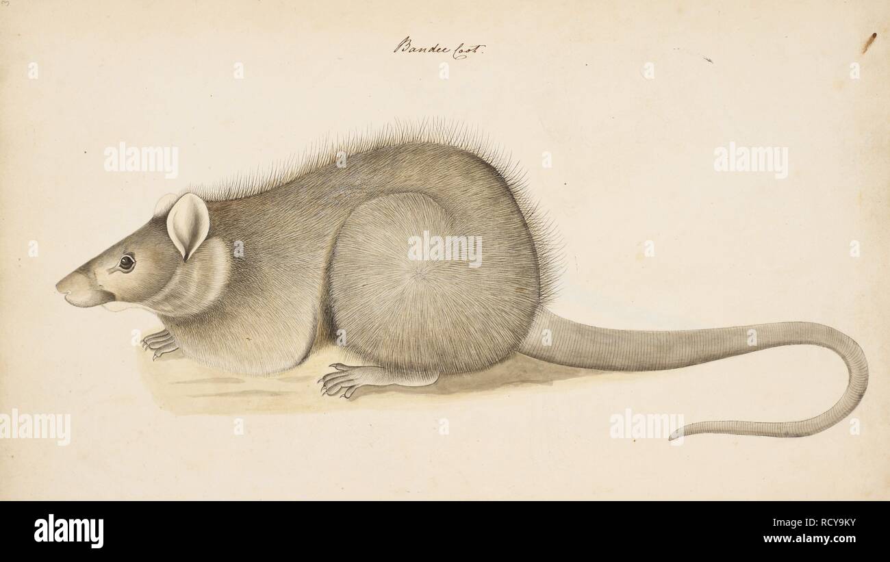 Beutelratte Ratte â € "Bandicota indicaâ €™. Wellesley Alben. 1798 - 1805. Quelle: NHD 32/39. Autor: Anon. Stockfoto