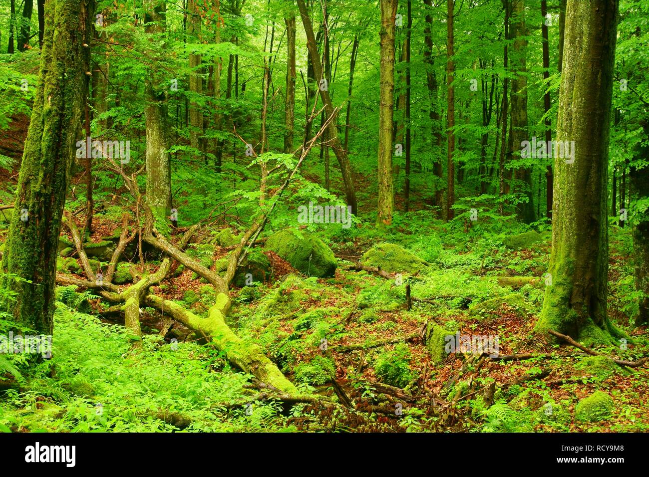 Schönen wilden Wald. Hulskie Nature Reserve, Bieszczady Berge. Polen Stockfoto