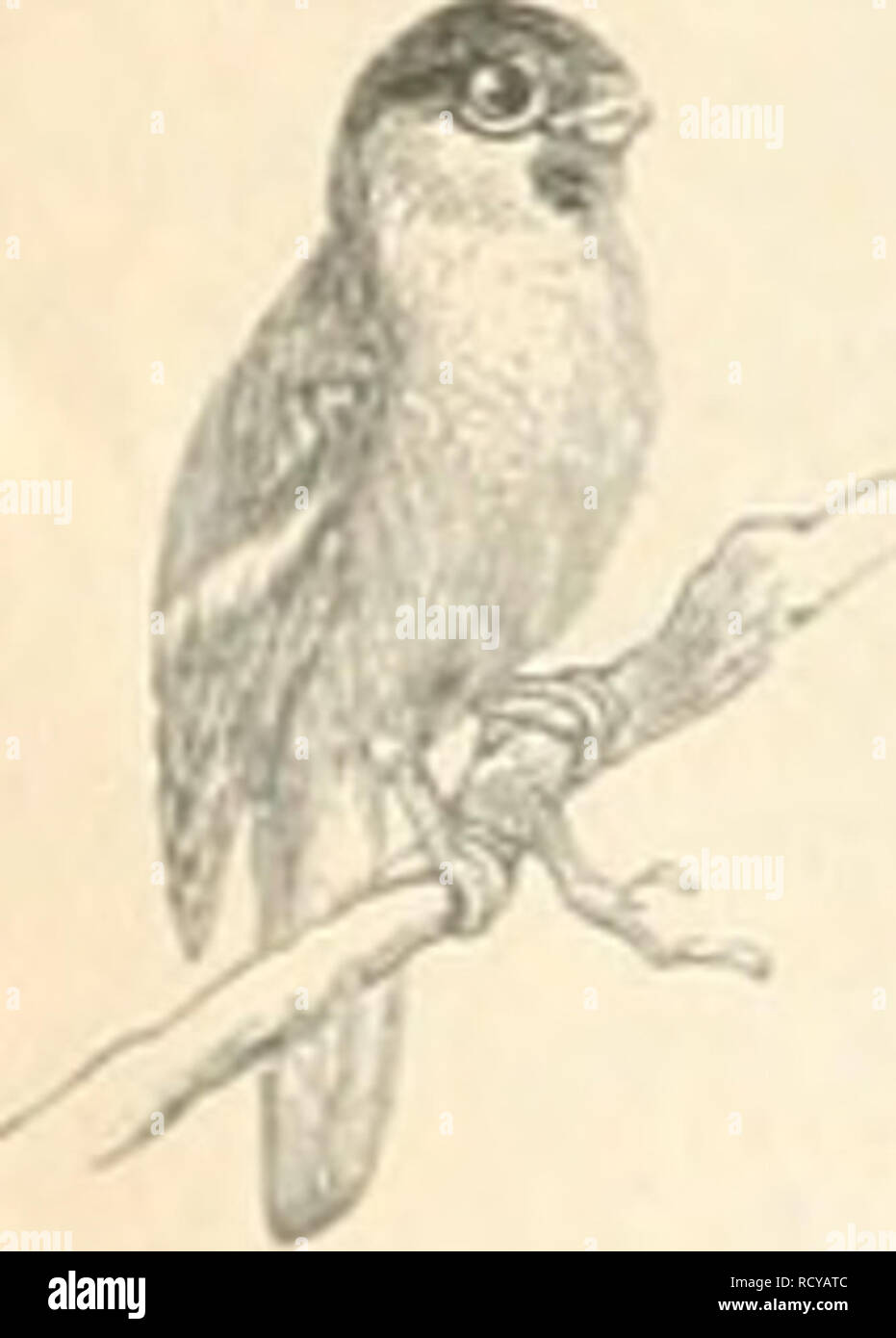 . Der ornithologische Beobachter. Vögel, Vögel. 1 N 2 505 Uhr Gimpel, Pyrrhula vulgaris. (Ti-aiispccht, Gecinns canus. Taube, Columba paluiiibus. Waldlaubvo s; El. Phyllopneuste sibilatrix. Berglaubvogol, Ph 3' lIo] jneuste Bonellii. BaumlÃ¤ufer, Certhia familiaris, *Costte. Kleiber Sitta cjesia. ") - "Ich 520 530 4 * "Uhr Amsel, Merula vulgaris. DorngrasmÃ¼Cke, Sylvia cinerea. Ourruca ZaungrasmÃ¼cke, Sylvia. Schwarzkopf, Sylvia atricapilla. ZaunkÃ¶nig, Troglodytes parvulus. Danrlalus RÃ¼tkelilchen, Rubecula. Singdrossel, Turdus musitus. h ^-&gt;â Weidcnlaubvogel, Phyllopneuste lufa. Von Nonne Stockfoto