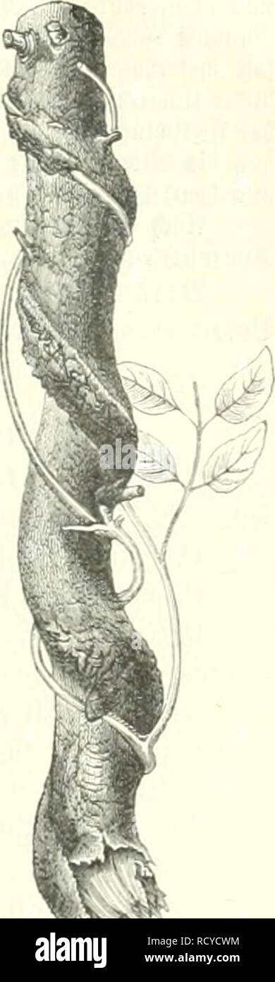 . Der Forstschutz. Wälder und Forstwirtschaft. ed) u^ gegen (JorftuntrÃ ¤ utcr. 231 B. ffrautartigc ffteingetoni^ fc. SSg-sÂ". 1, Convolvulus L. SStnbe. C. atropurpurea L. gelb; ober SIcfevunube. 2;. ^. 0,3 - 0,6 m. . F) auptfÃ ¤ cf) Iirf) in Siniiien, in gelbern. C. sepium L. S' iw'" "Ich fr^edcuiÃ¼iiibe. 2 |. 3. 1,5 - 3 m. Sit lebcnbeu i^'icifcu, @e=biifcf) en, auf glufeuiern gemein. Selbe 3 (Rten fiiib lueit Derbreitet unb luerben in Saat: unb^ flansfÃ¤mpen, Ijaupt; fÃ¤djlic^ aber in jungen SSeiben; Einlagen") Burd) SlUfffaugen beÂ" 33 obcn?, UmfdjÃ¼ngen ber SuIturgeiDÃ¶ d) Lc unb 9} ieberÃ ¤ ie [) en bcr [clb Stockfoto