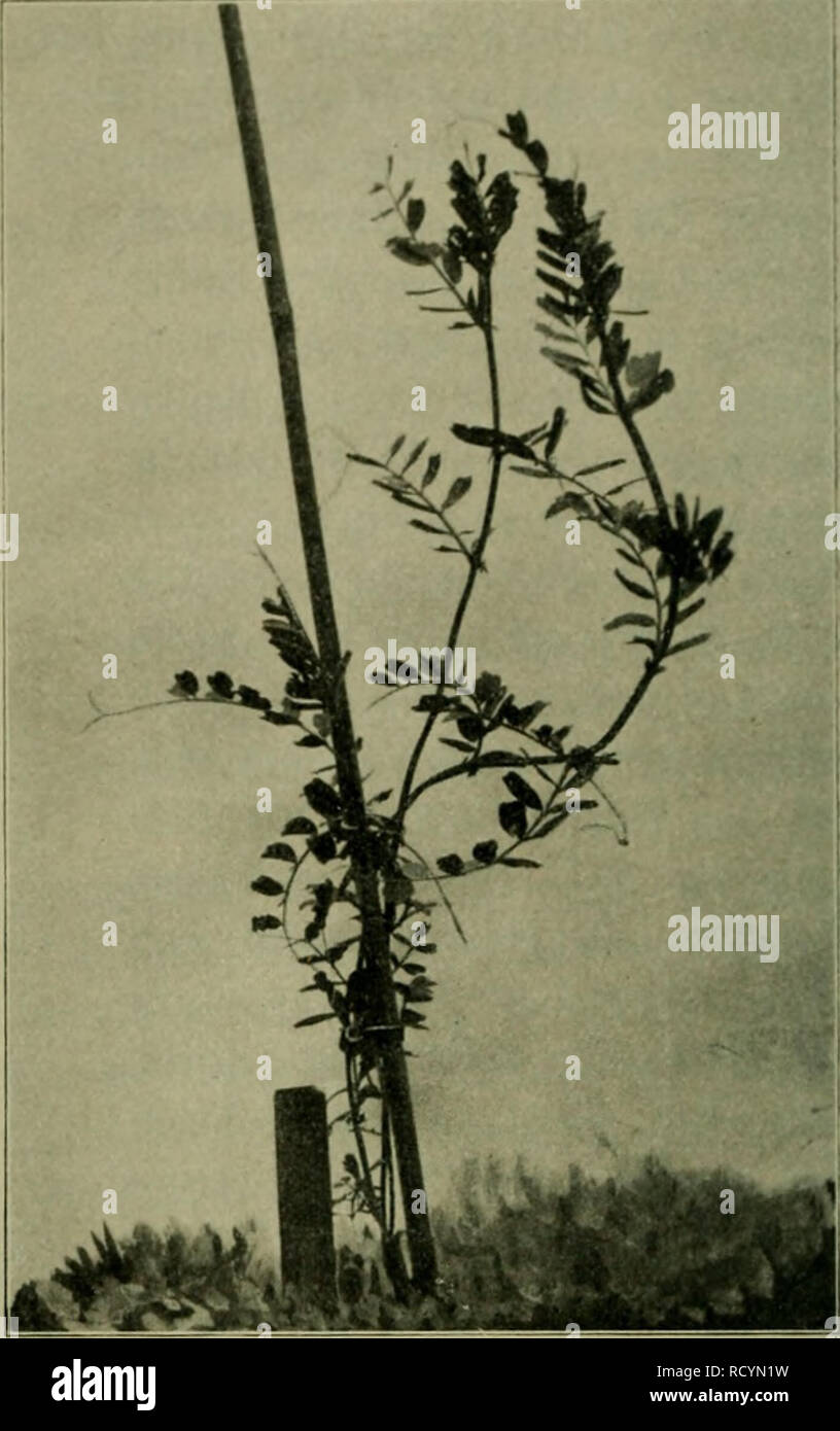 . Das Leben der Pflanze. Pflanzen, Pflanzen, Pflanzen, Geobotanik. 3 Lbb. 4.). Yicia Sativa, gemetne SOBide. lief) Narf) ftärt'erer S^erfütterung oon © amen ber rotbIü () enben^ latterbfe (Lathvrus cicera) beobachtet. - Hauptaufgabe ber 3lc!) Ne erbof ift bie Lieferung üauf ftoff ftic!=Reid) em Körnerfutter, Feiten finbet fidf^ bie 33ern) enbung ber^^ uftanb flanjen im Grünen 3. SGBidte (3 Ibb. 49u. 50). ® ie einjelne Söicfenpftanse bilbet einen üeinen 33 ufdE), Ber, baburc^ juftanbe fommt, Tia^ bie.^ auptadjfe balb i^r2SSad) 5 tum einfteüt unb au § Es) rem unteren 2^ eil Zahlr © eitenad) fen entfenbet, bie Nonne l Stockfoto